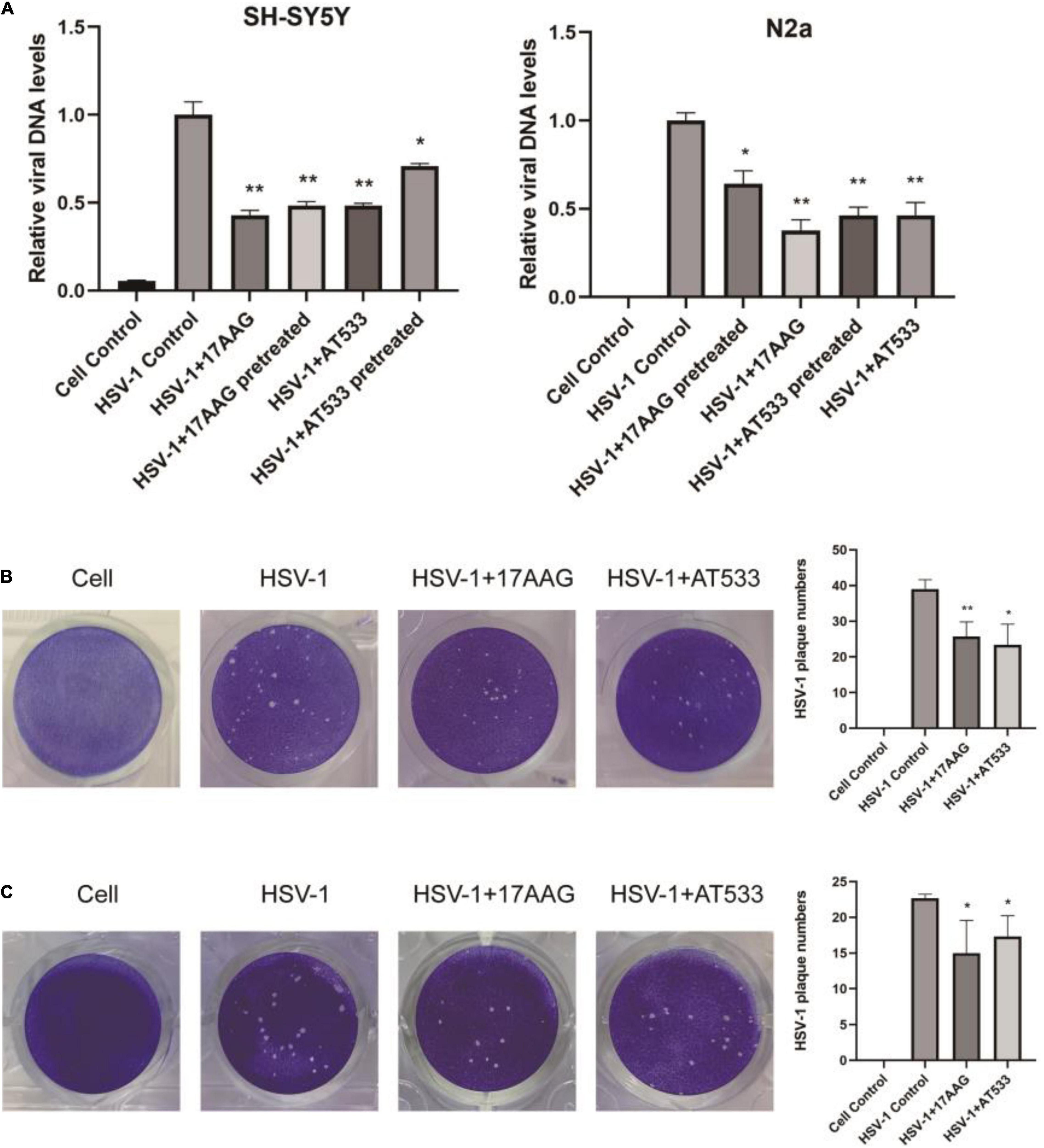 Herpes Simplex Virus-1 in the Brain: The Dark Side of a Sneaky Infection:  Trends in Microbiology