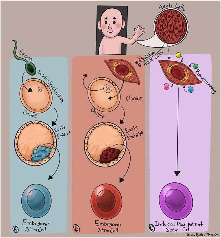 איור 2 - דרכים להפקת תאי גזע פלוריפוטנטיים.