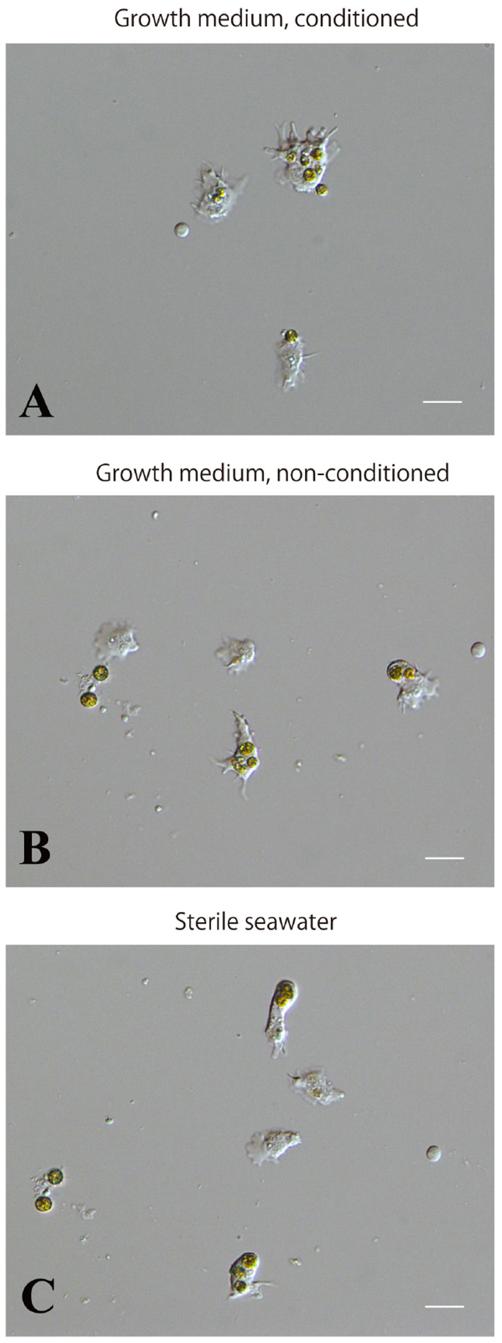 Supplementary Figure 3