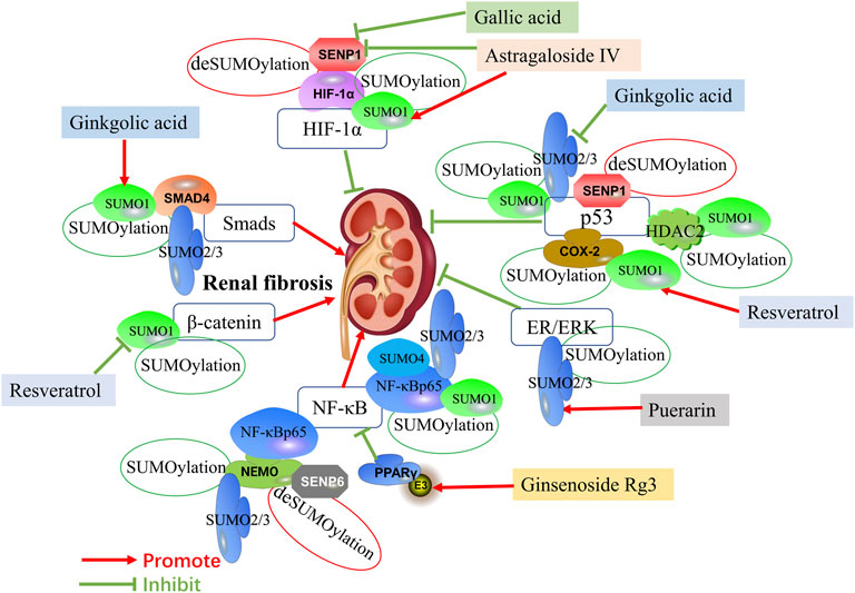 SUMO-1 CRISPR Knockout and Activation Products (h)