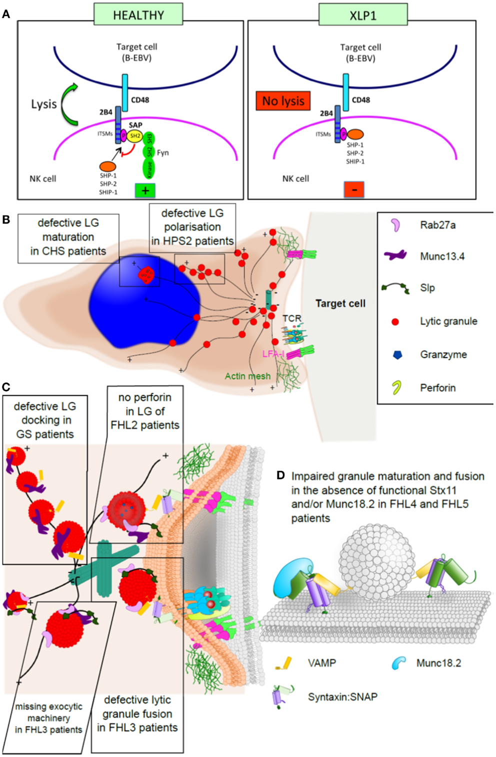 Frontiers | Familial Hemophagocytic Lymphohistiocytosis: When Rare