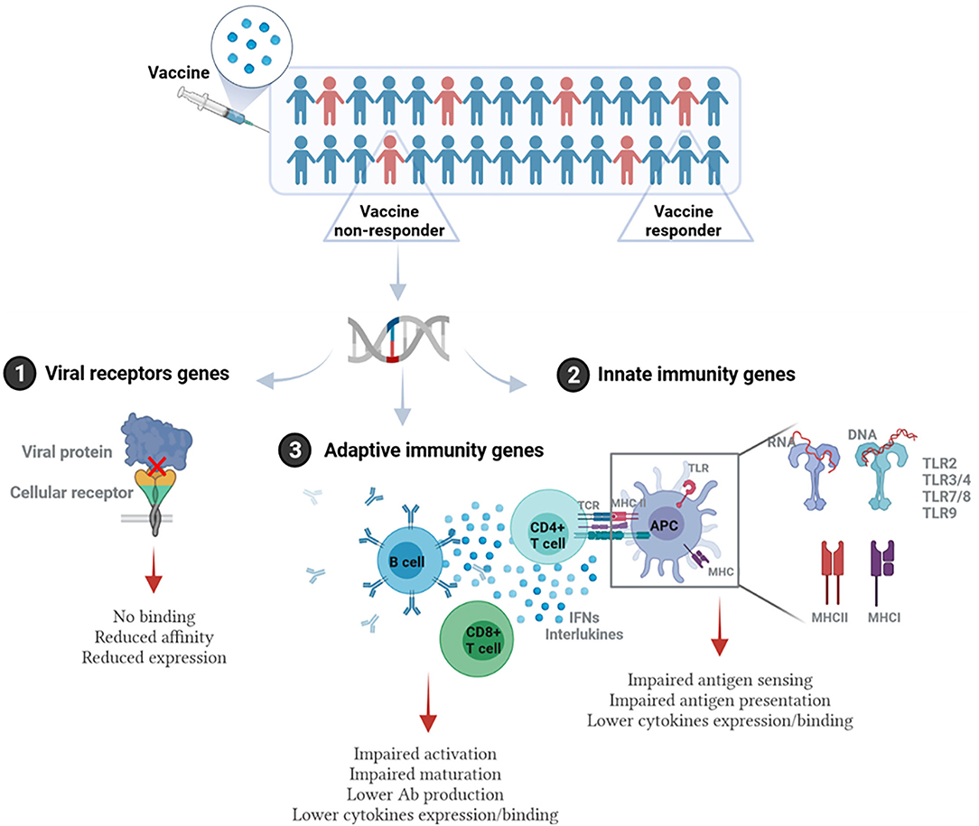 Researchers discover differing immune response leads to worse COVID  outcomes for men- Princeton Engineering