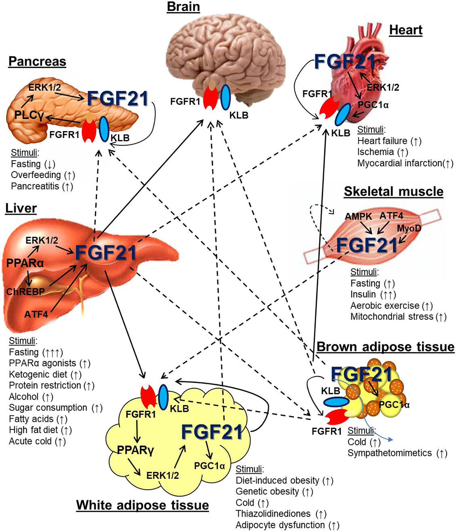 Frontiers  The Nuanced Metabolic Functions of Endogenous FGF21