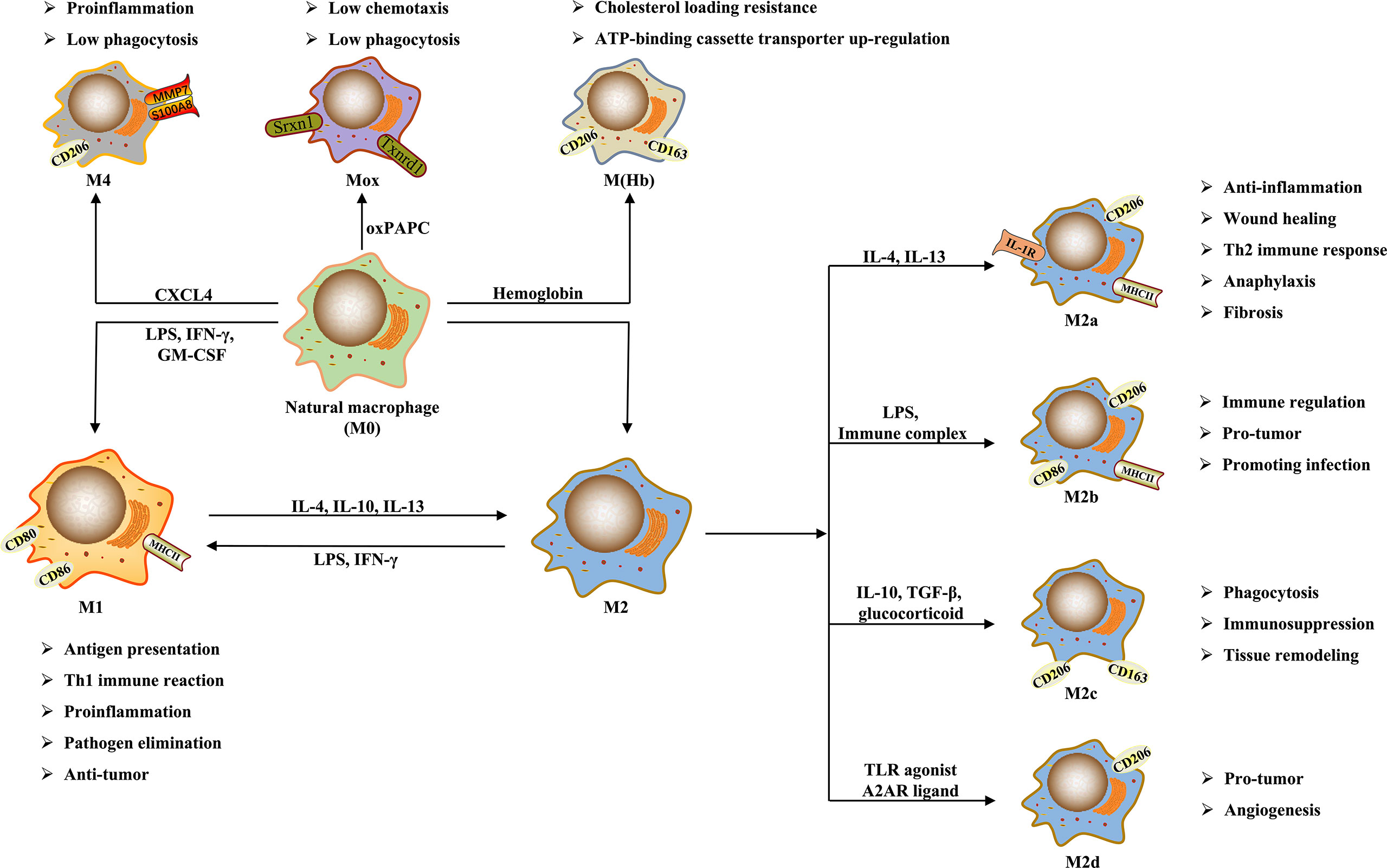 Arsenic Trioxide Induces Apoptosis of Human Monocytes during Macrophagic  Differentiation through Nuclear Factor-κB-Related Survival Pathway  Down-Regulation