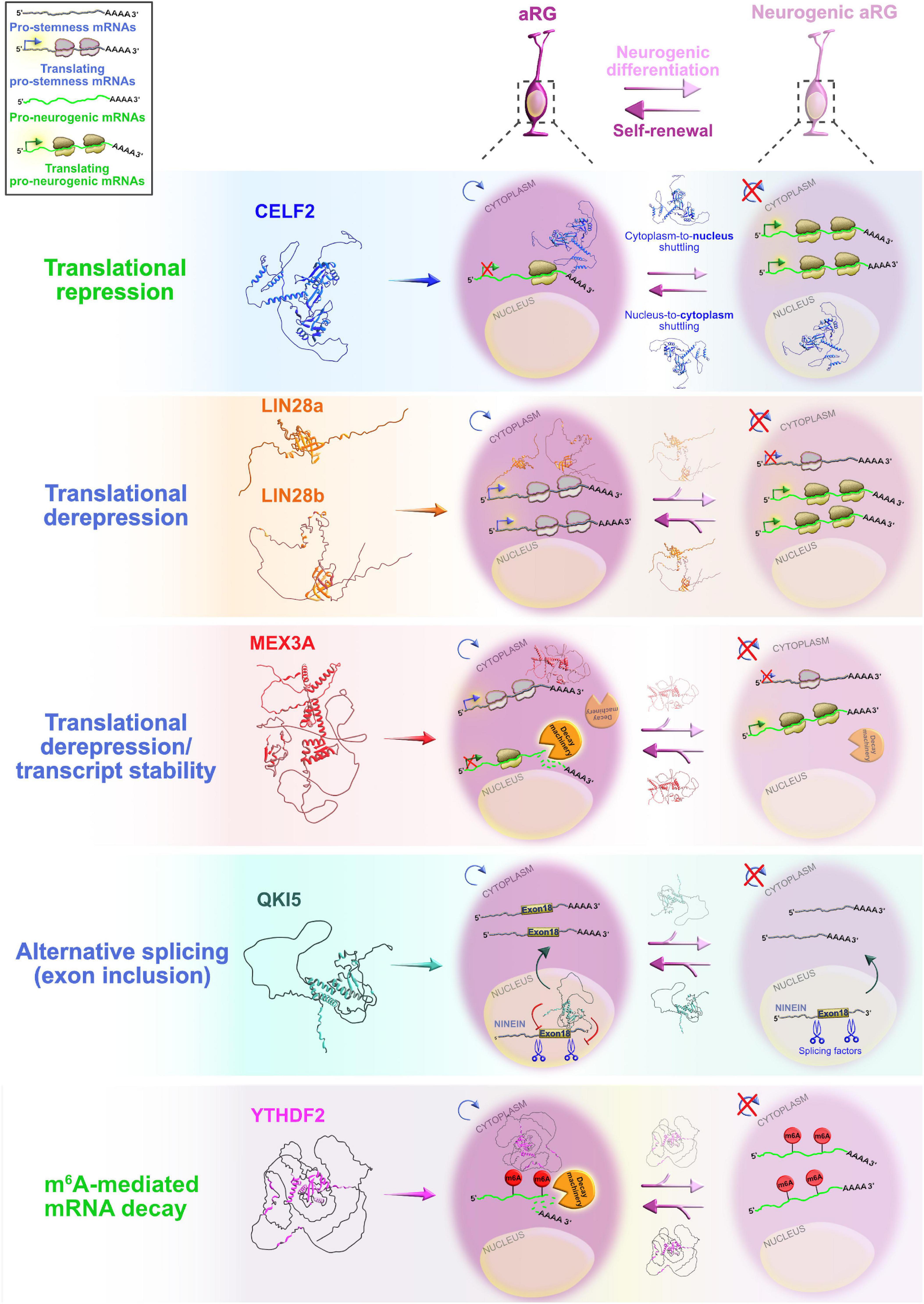 PDF) Translational derepression of Elavl4 isoforms at their alternative 5′  UTRs determines neuronal development