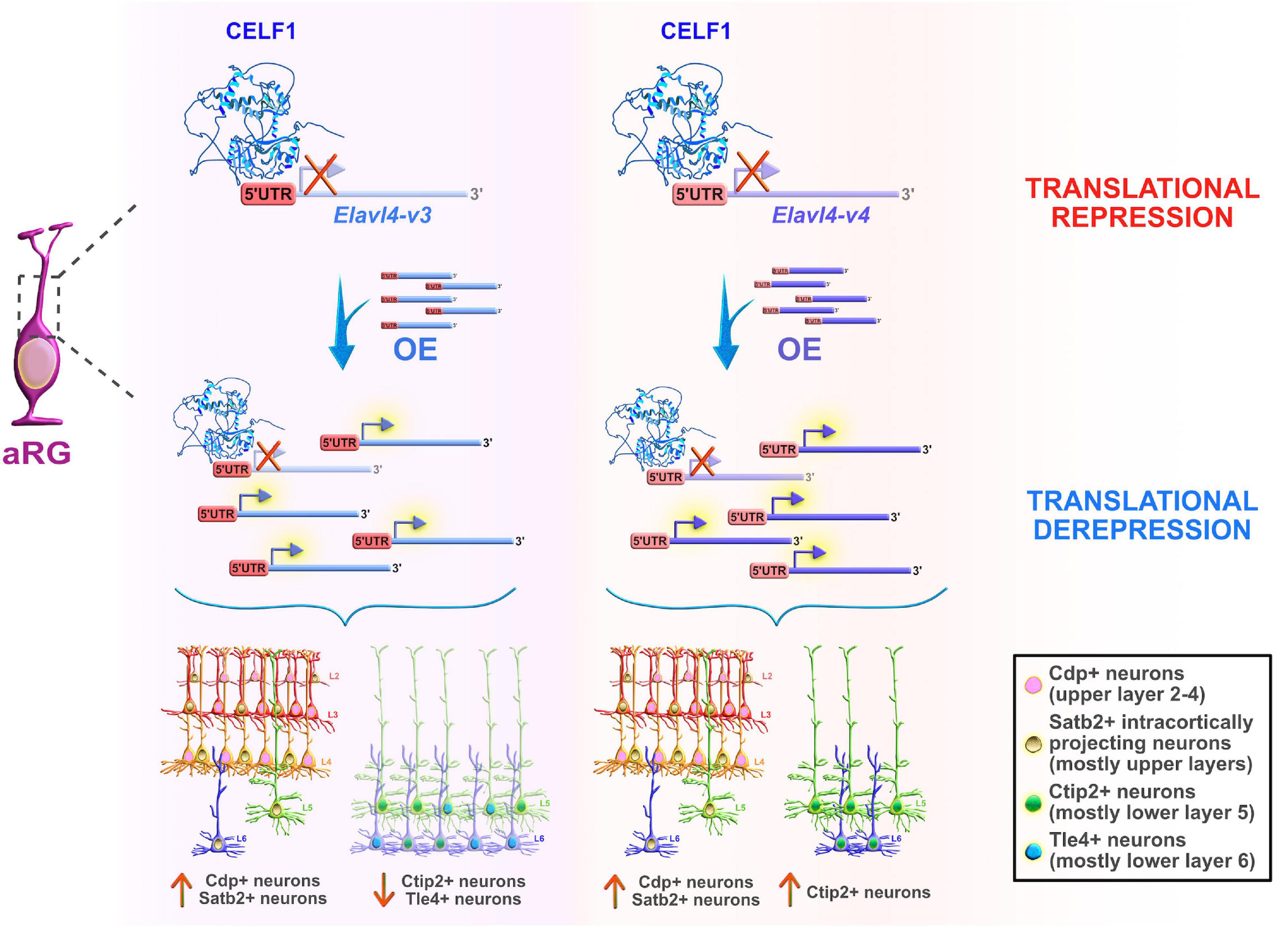 PDF) Translational derepression of Elavl4 isoforms at their alternative 5′  UTRs determines neuronal development