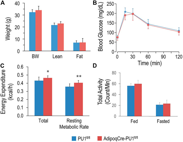 Adipose-specific SAT1 knockout mice develop late-onset obesity.