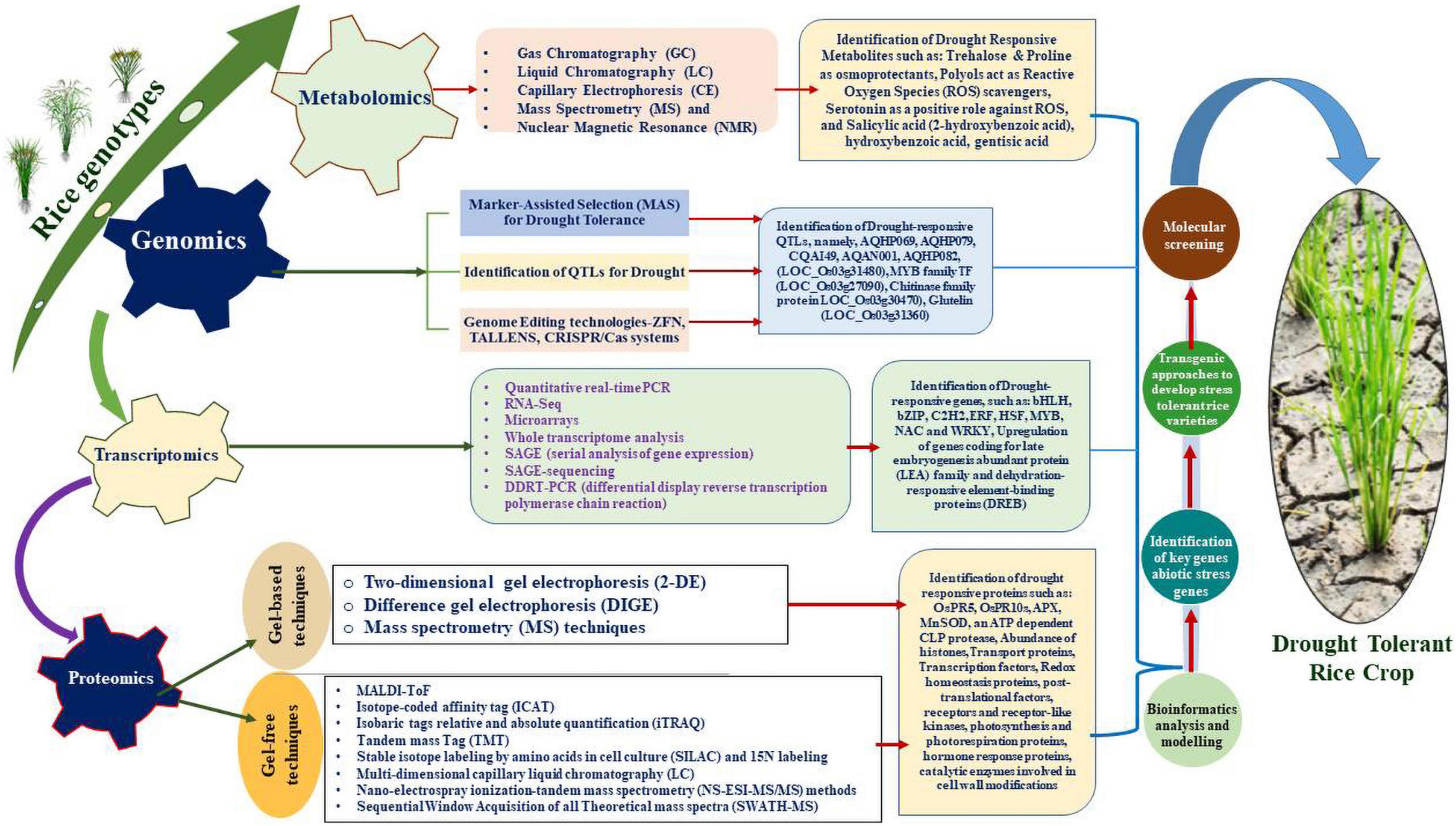 Frontiers  Physiological and Multi-Omics Approaches for Explaining Drought  Stress Tolerance and Supporting Sustainable Production of Rice