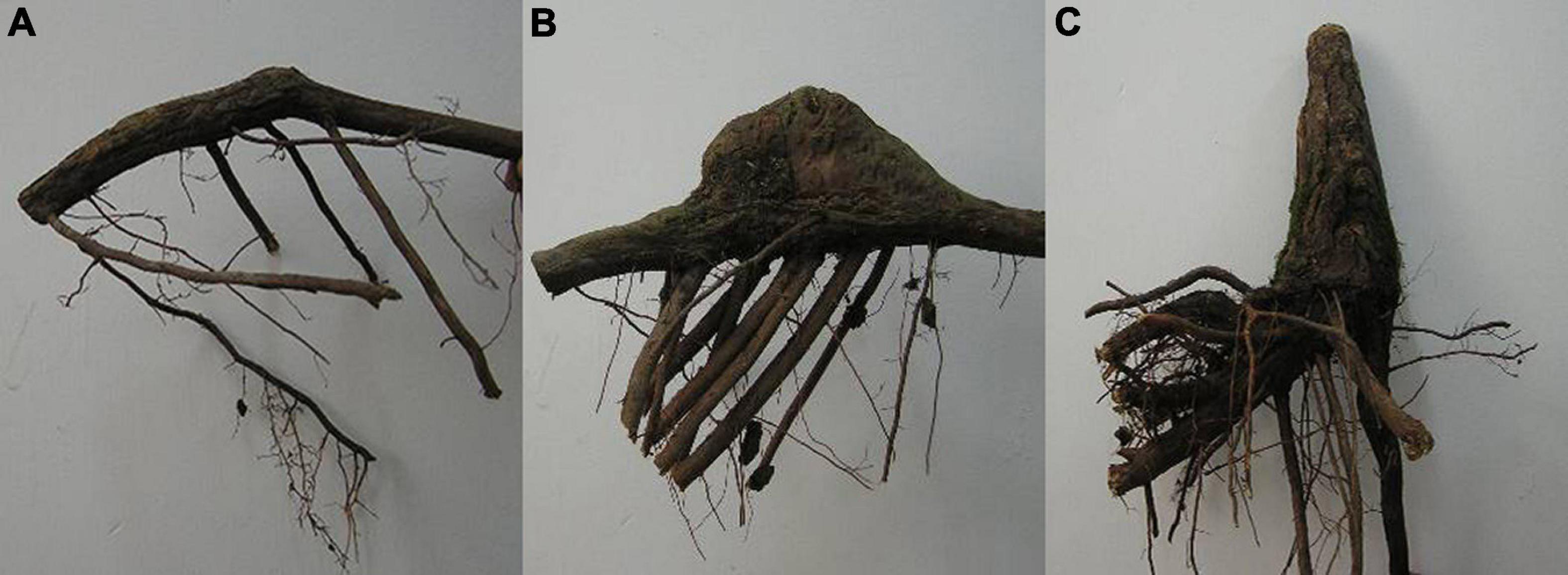 Frontiers  Effects of Flooding and Endogenous Hormone on the Formation of  Knee Roots in Taxodium ascendens