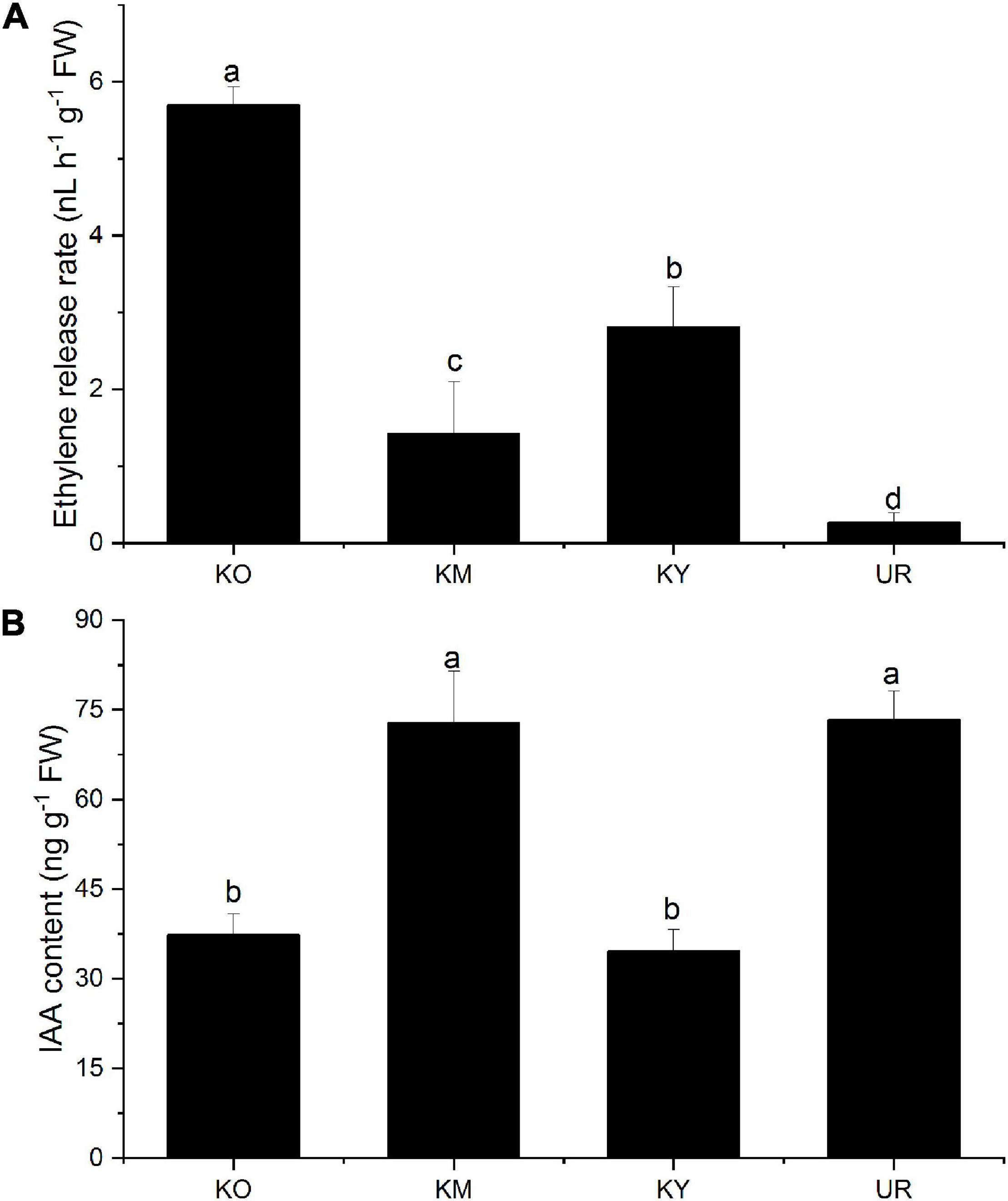 Frontiers  Effects of Flooding and Endogenous Hormone on the Formation of  Knee Roots in Taxodium ascendens