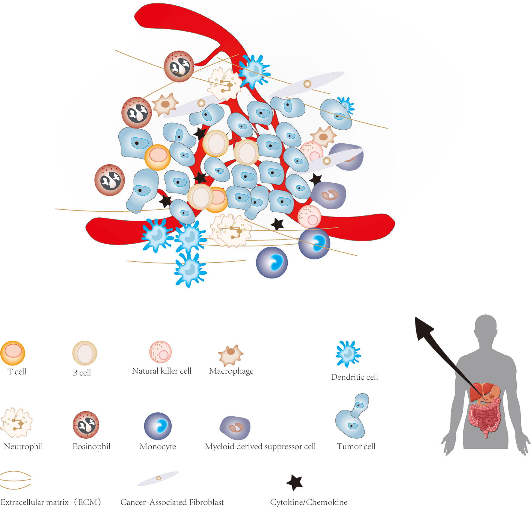 Frontiers | Cancer Stem Cells and the Tumor Microenvironment in 