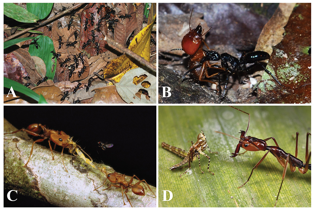 Generic revision of the ant subfamily Dorylinae (Hymenoptera