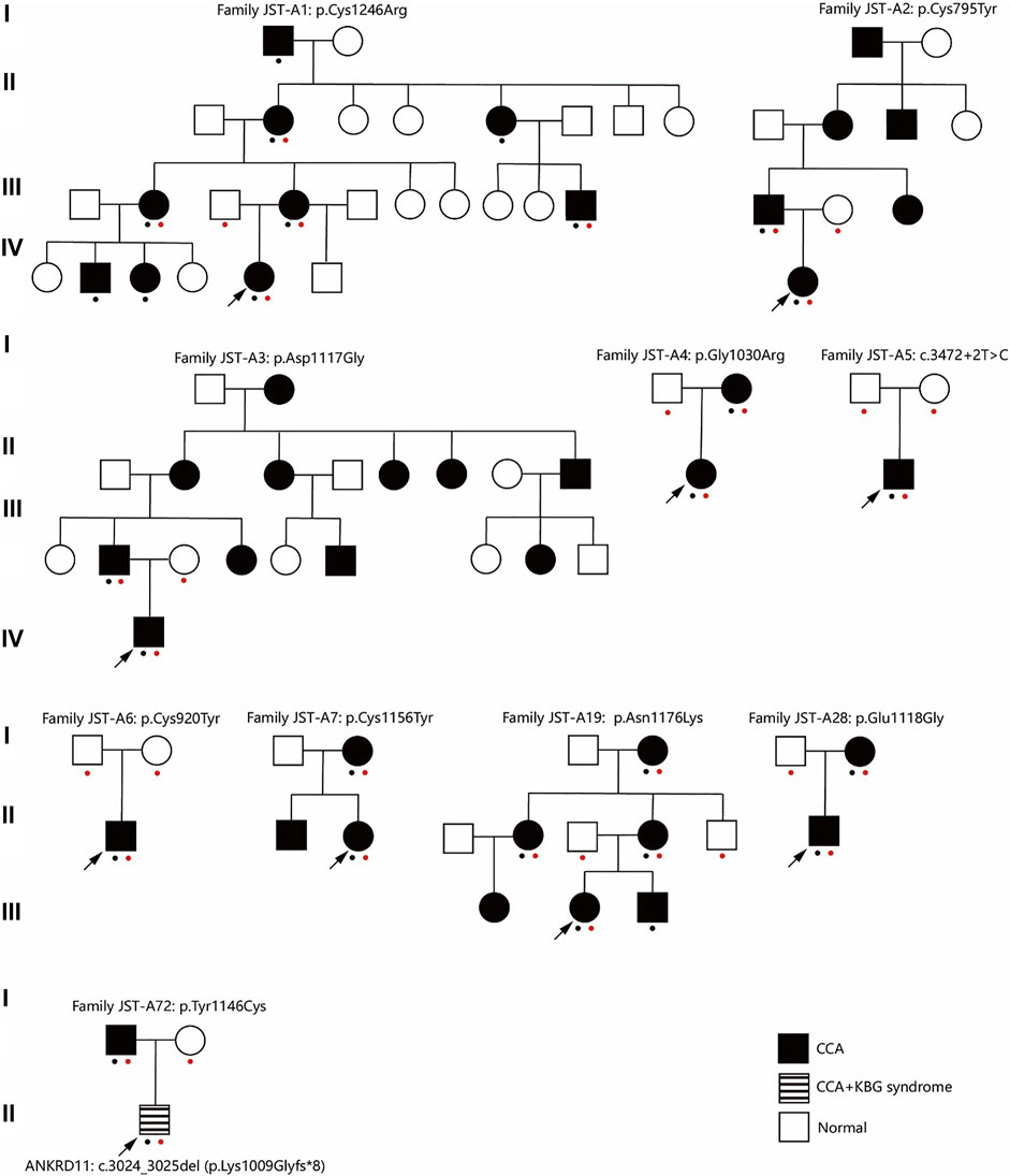 15 Generation Pedigree Chart (29 X 23 Two Sides). 2-Pack Folded