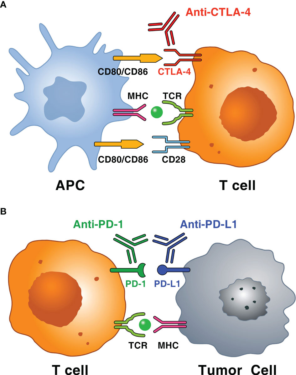 Frontiers Holistic Approach To Immune Checkpoint Inhibitor Related