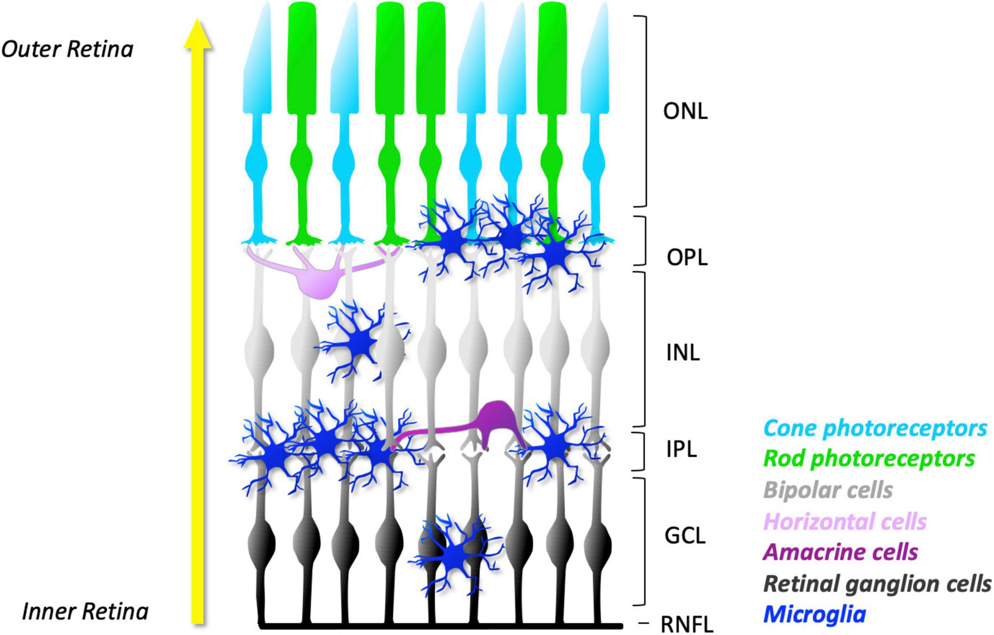 Frontiers  Exploring the Retinal Binding Cavity of