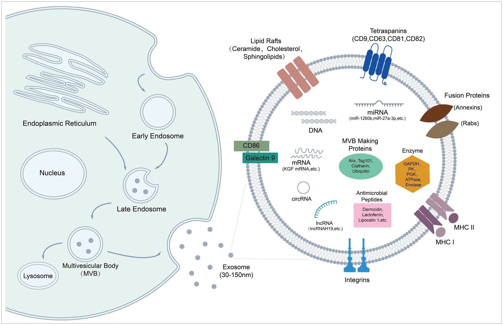 Frontiers | Mesenchymal Stem Cell-Derived Exosome Therapy of 
