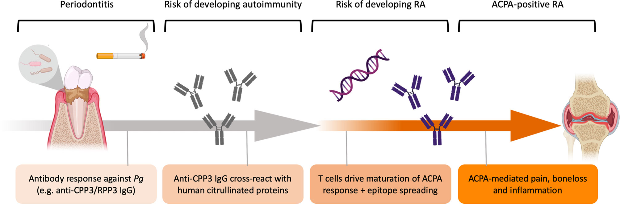 Frontiers  Citrullination of Proteins as a Specific Response