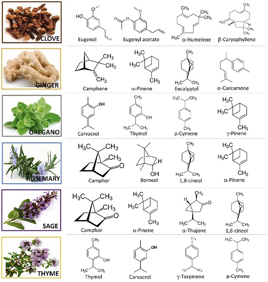 Antibacterial Essential Oils: How Do They Work?