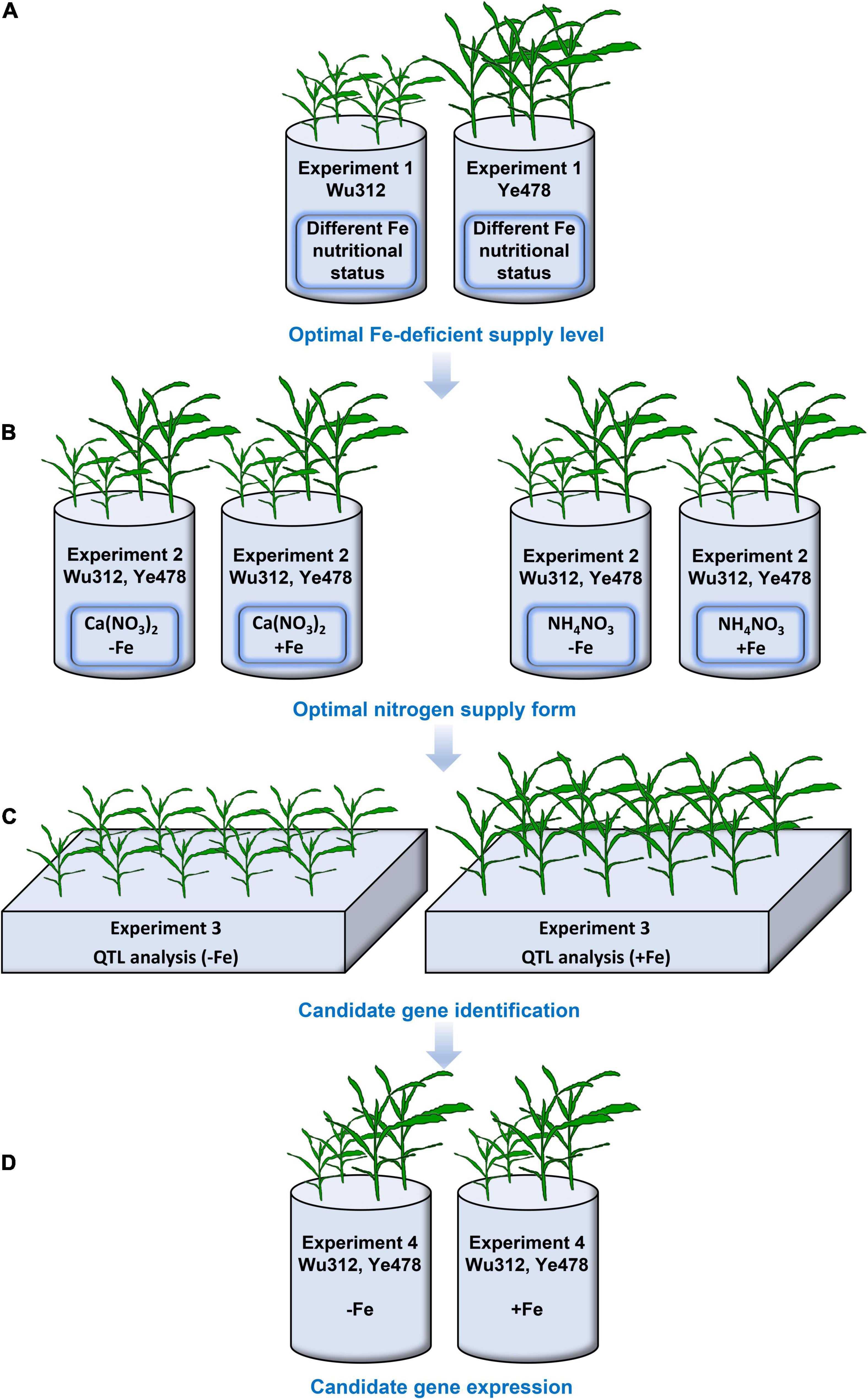 Frontiers | Identification of Quantitative Trait Loci Associated 