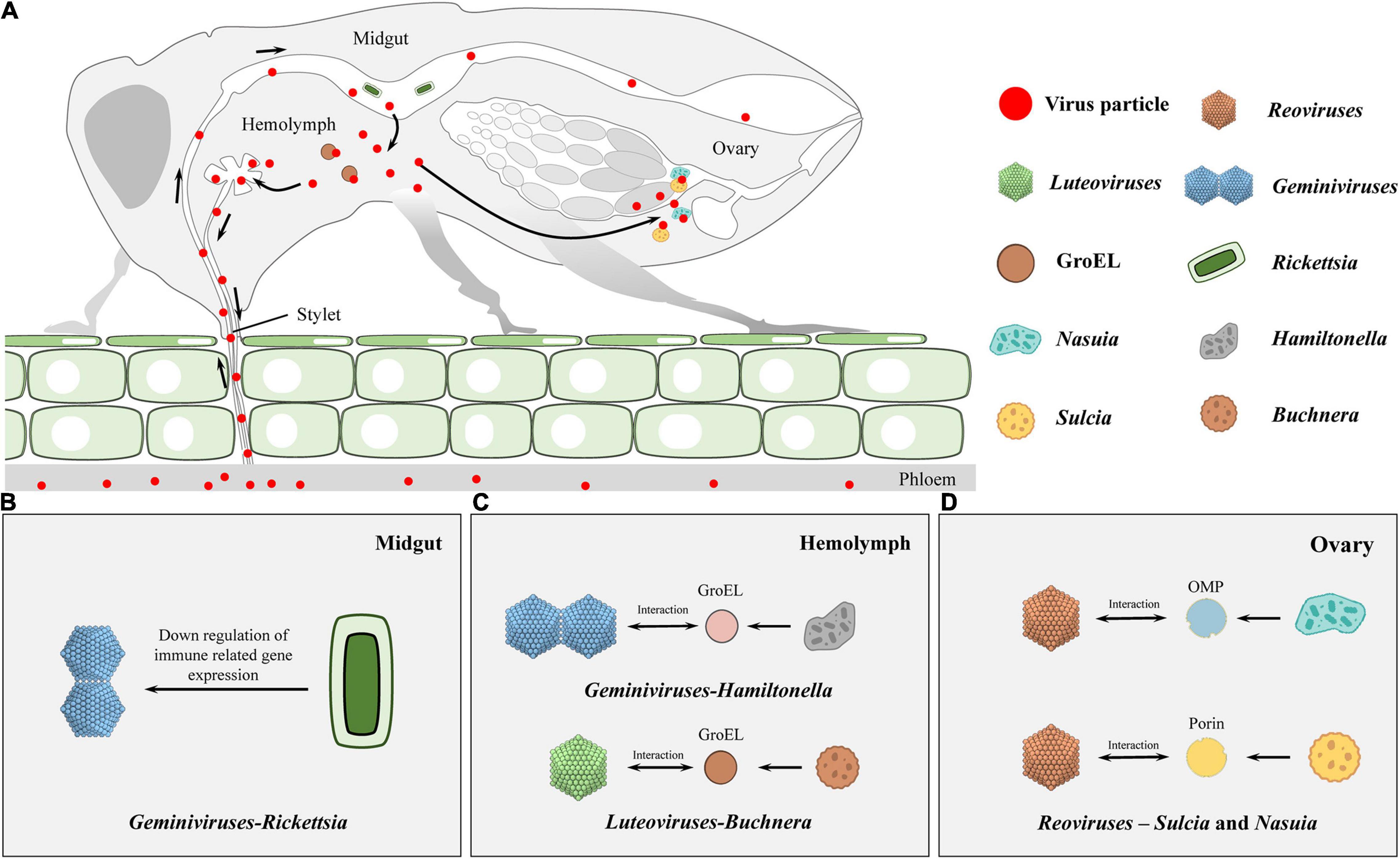 Complete virus. Prince Plants вирус. Schematic diagram illustrating the components of the complete virus Particle (the Virion). Engineered Symbionts activate Honey Bee Immunity and limit pathogens.