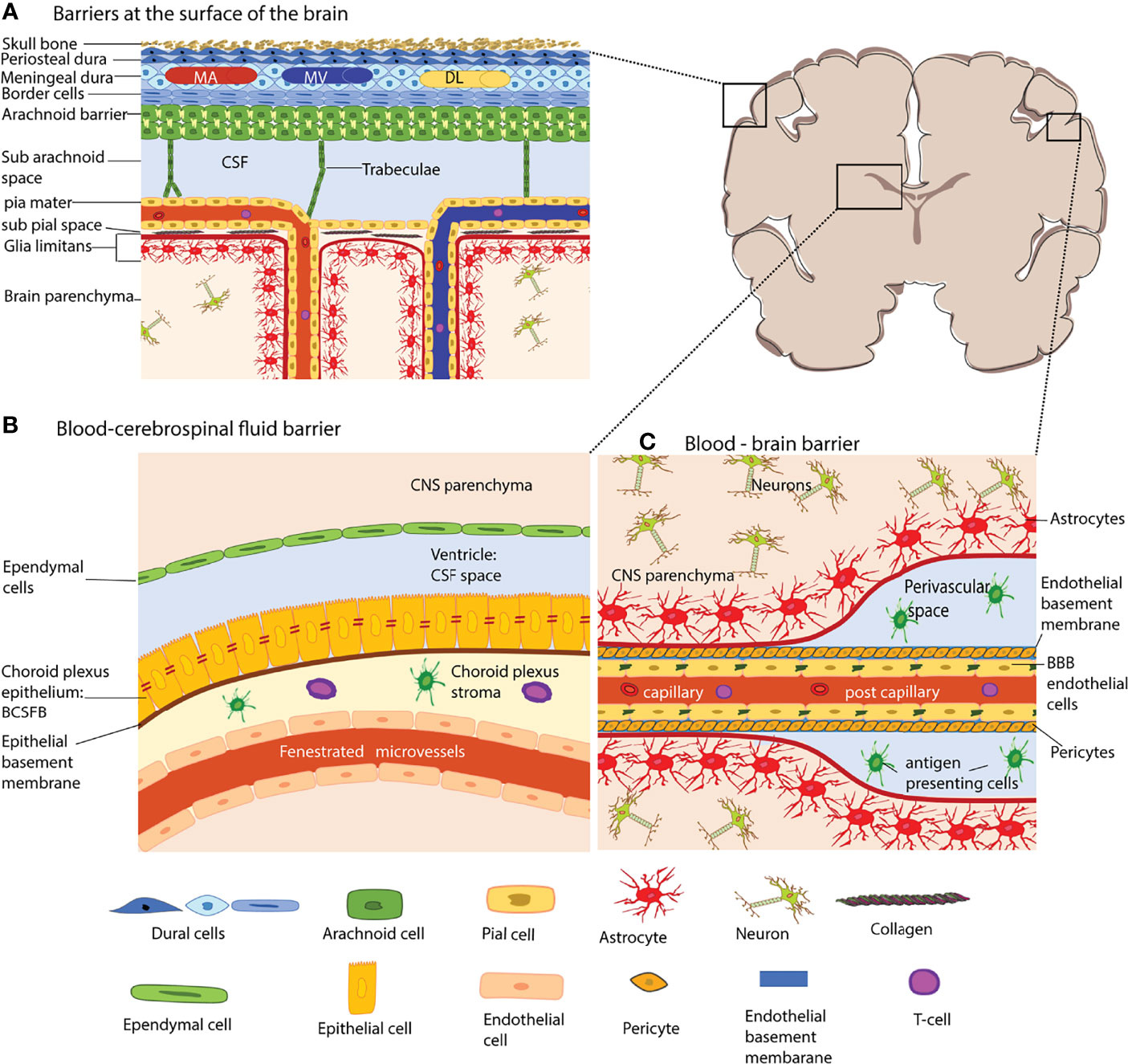 Frontiers How Does The Immune System Enter The Brain