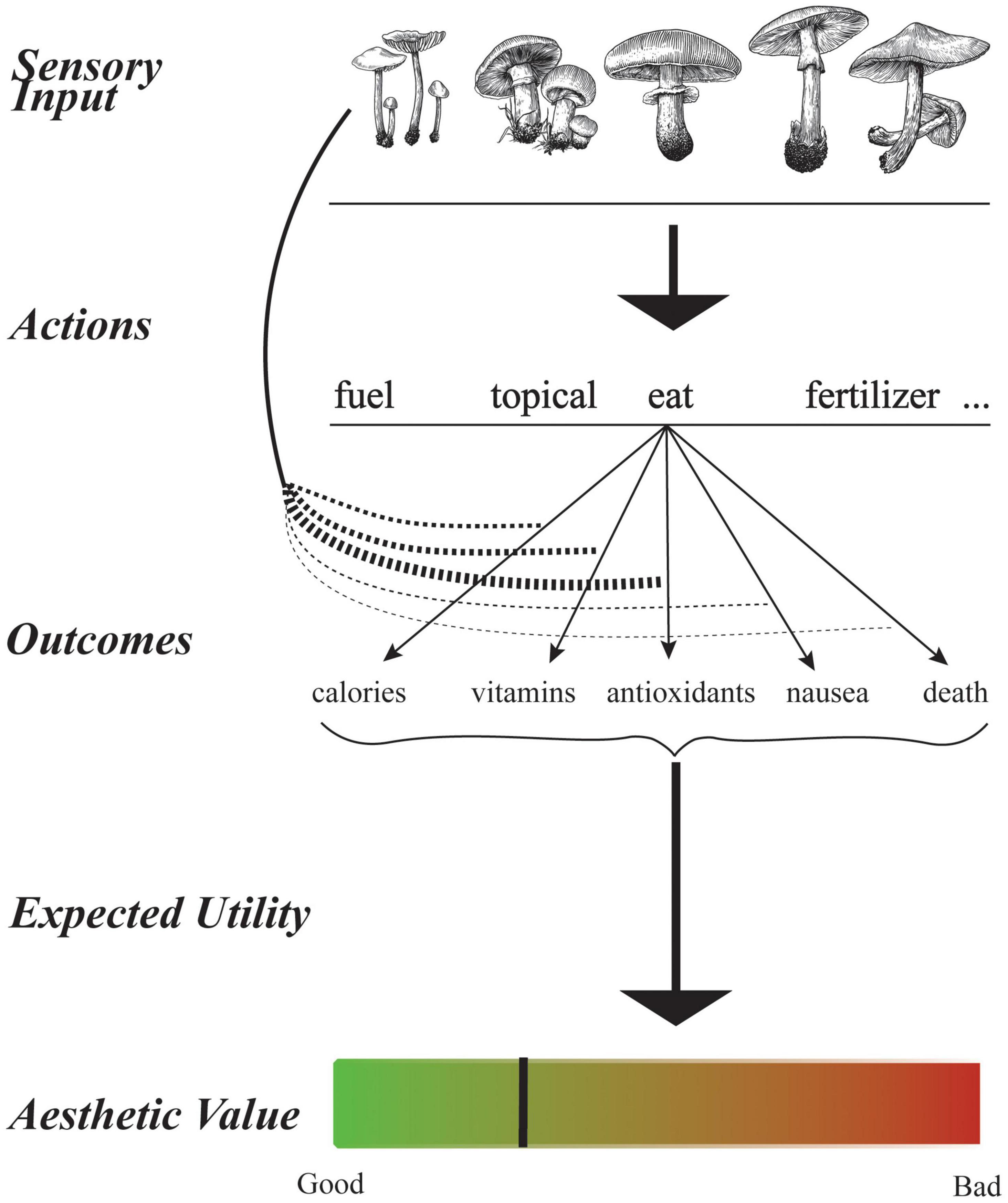 Frontiers Does Amount of Information Support Aesthetic Values? pic