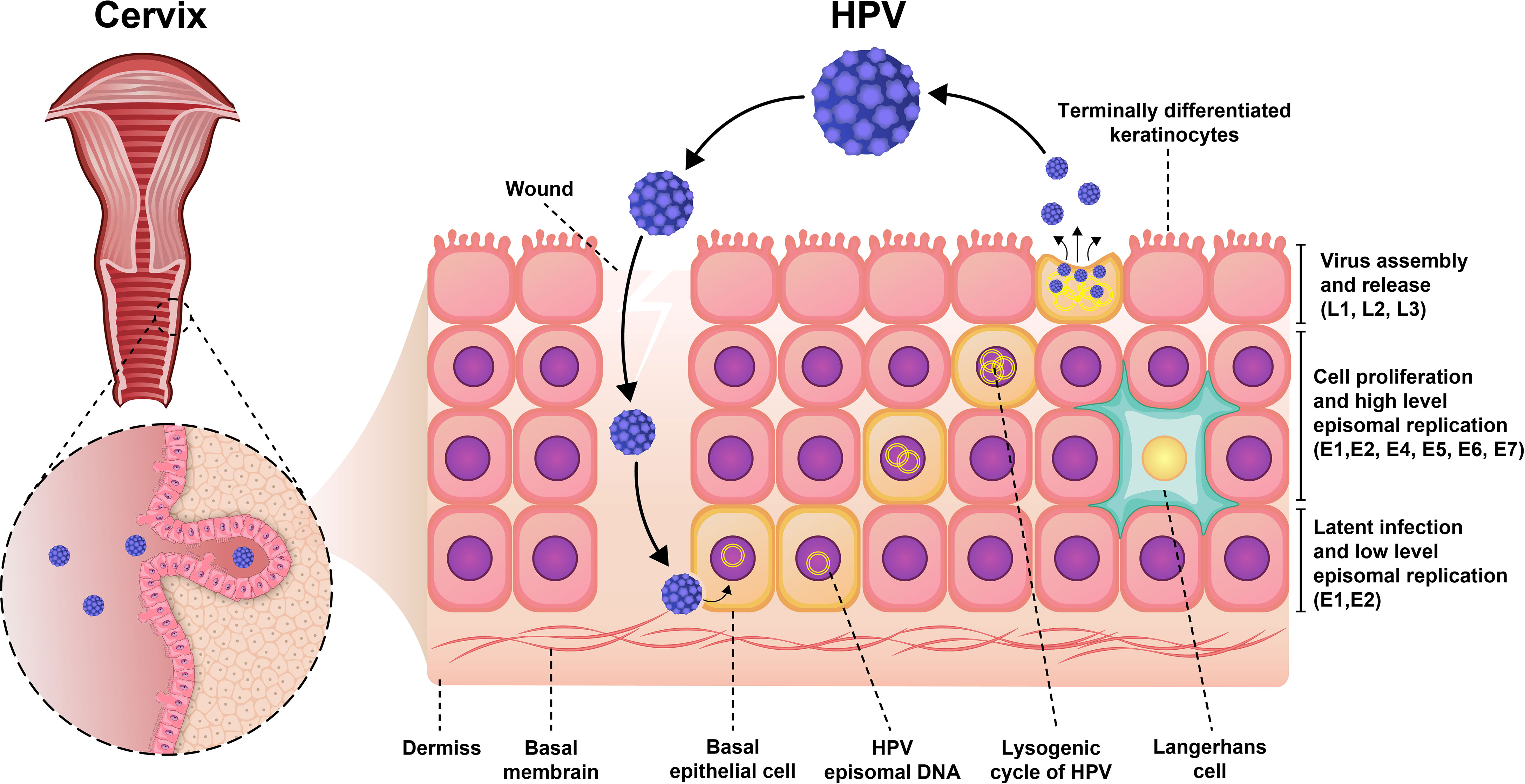 hpv vírus és pap 1 galandféreg pete rendelés