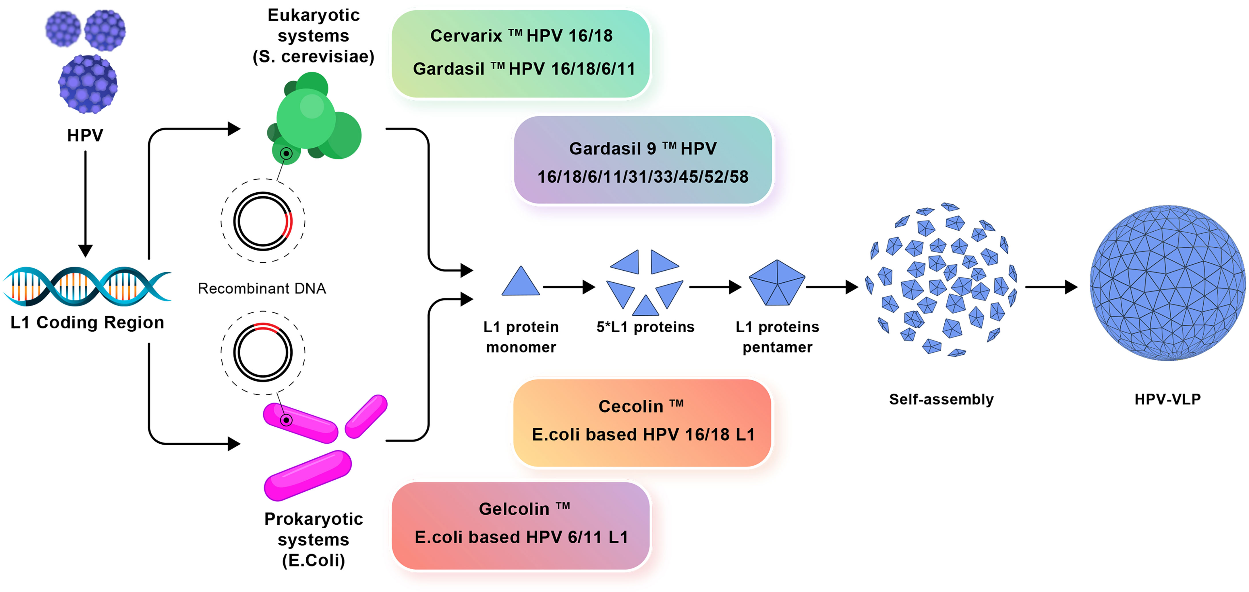 Gardasil impfung kosten