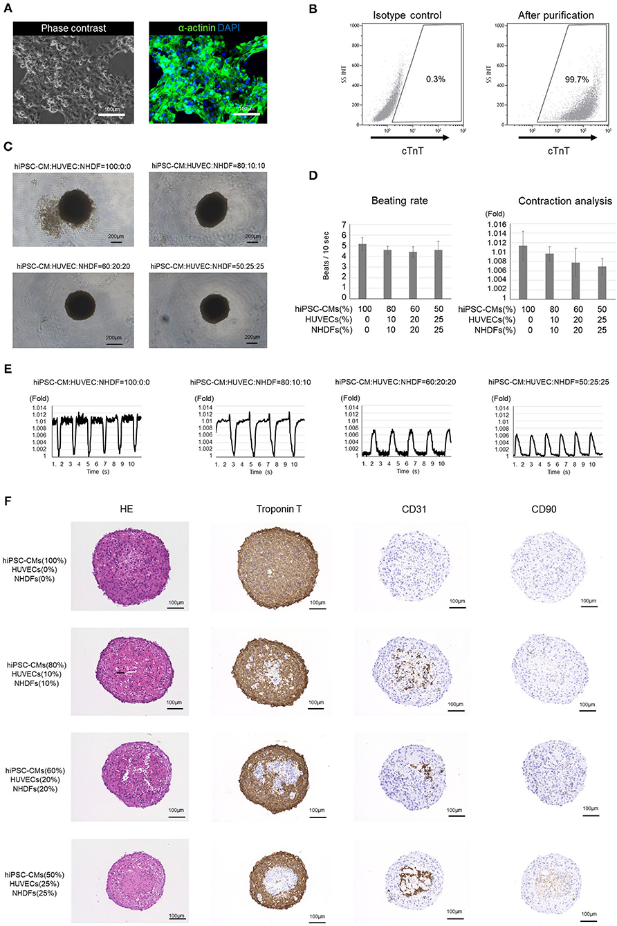 1234 Enquiry Sex Videos - Frontiers | Scaffold-Free Tubular Engineered Heart Tissue From Human  Induced Pluripotent Stem Cells Using Bio-3D Printing Technology in vivo