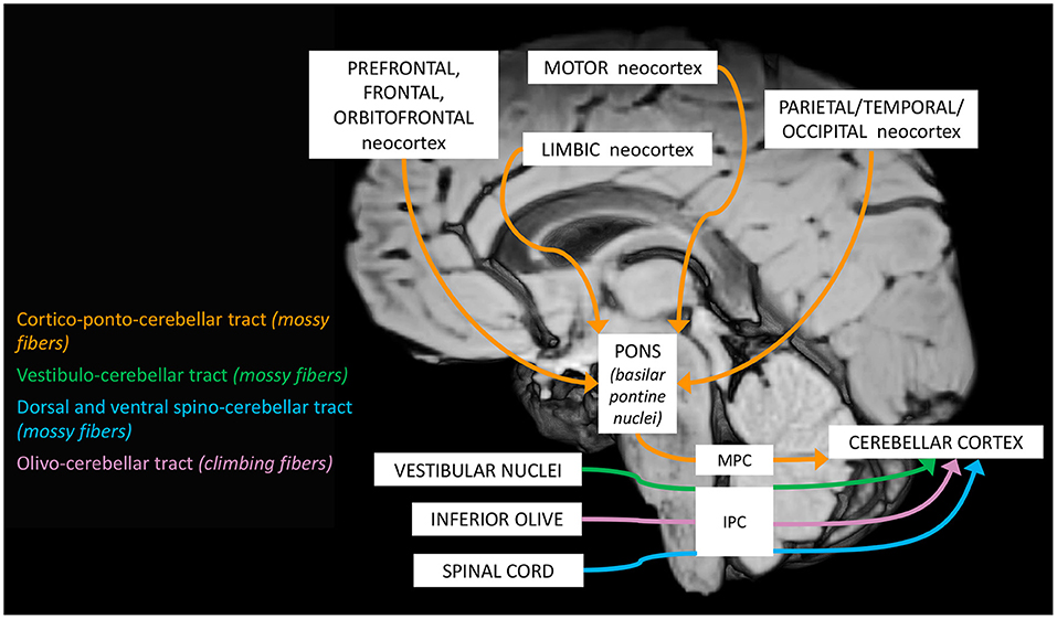 comerțul neuro