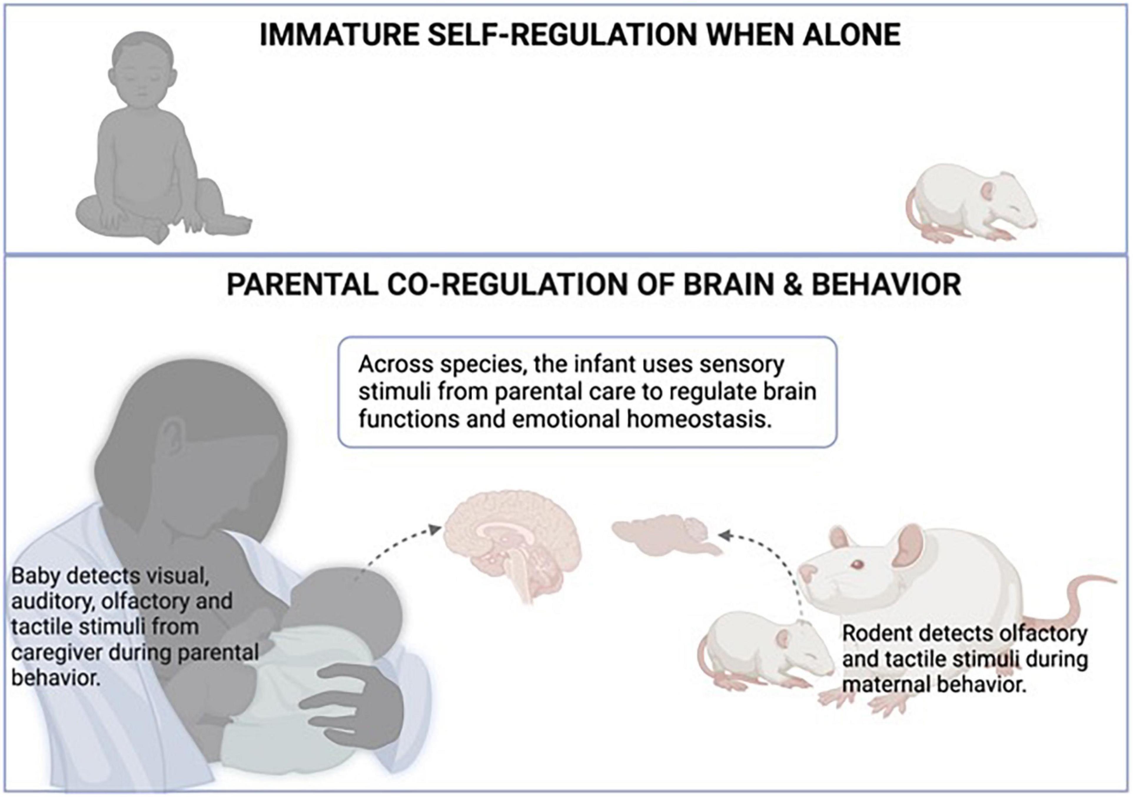 PDF) Differential attachment responses of male and female infants to  frightening maternal behavior: Tend or befriend versus fight or flight?