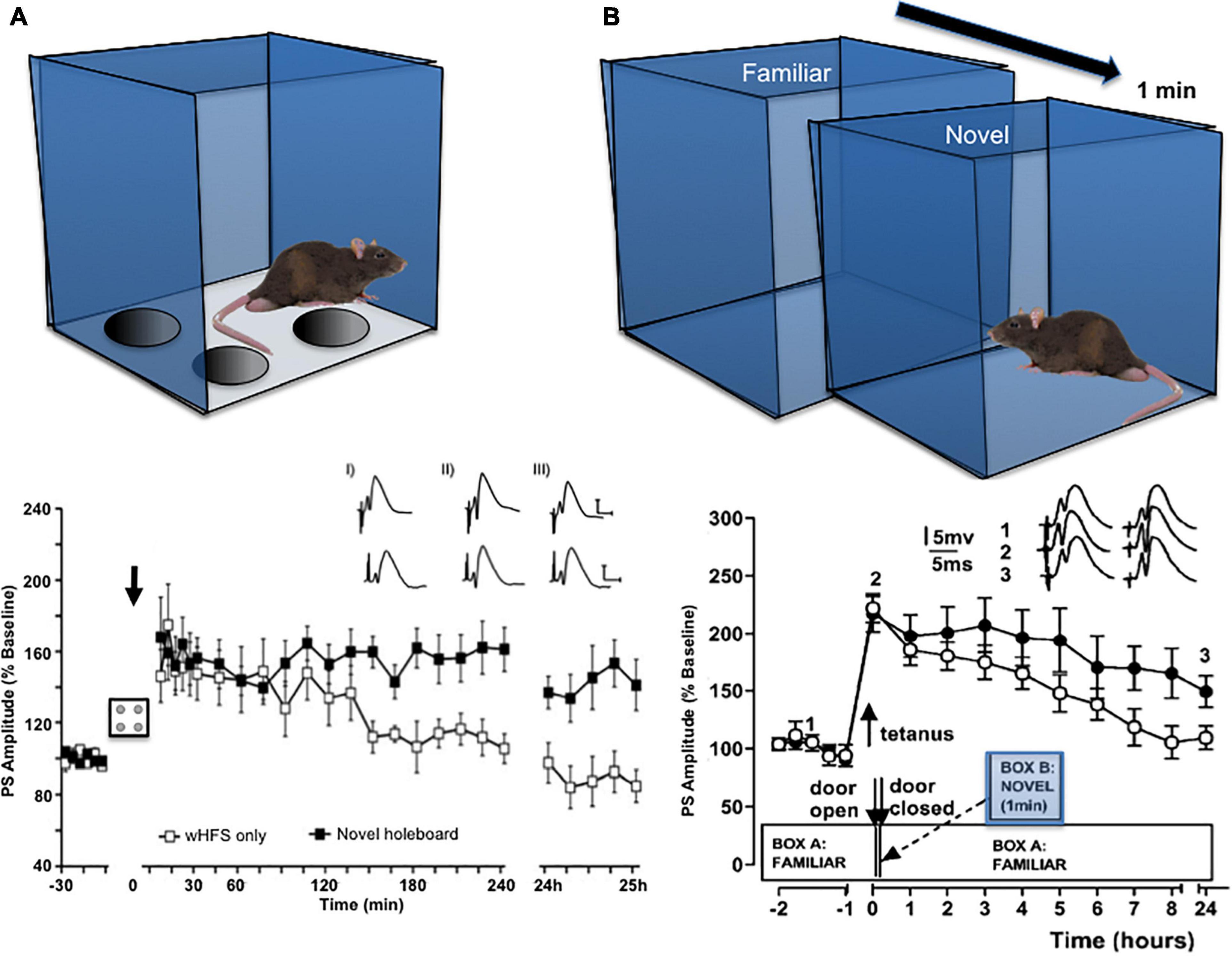 Neuroscientists pinpoint how memories are likely to be stored in