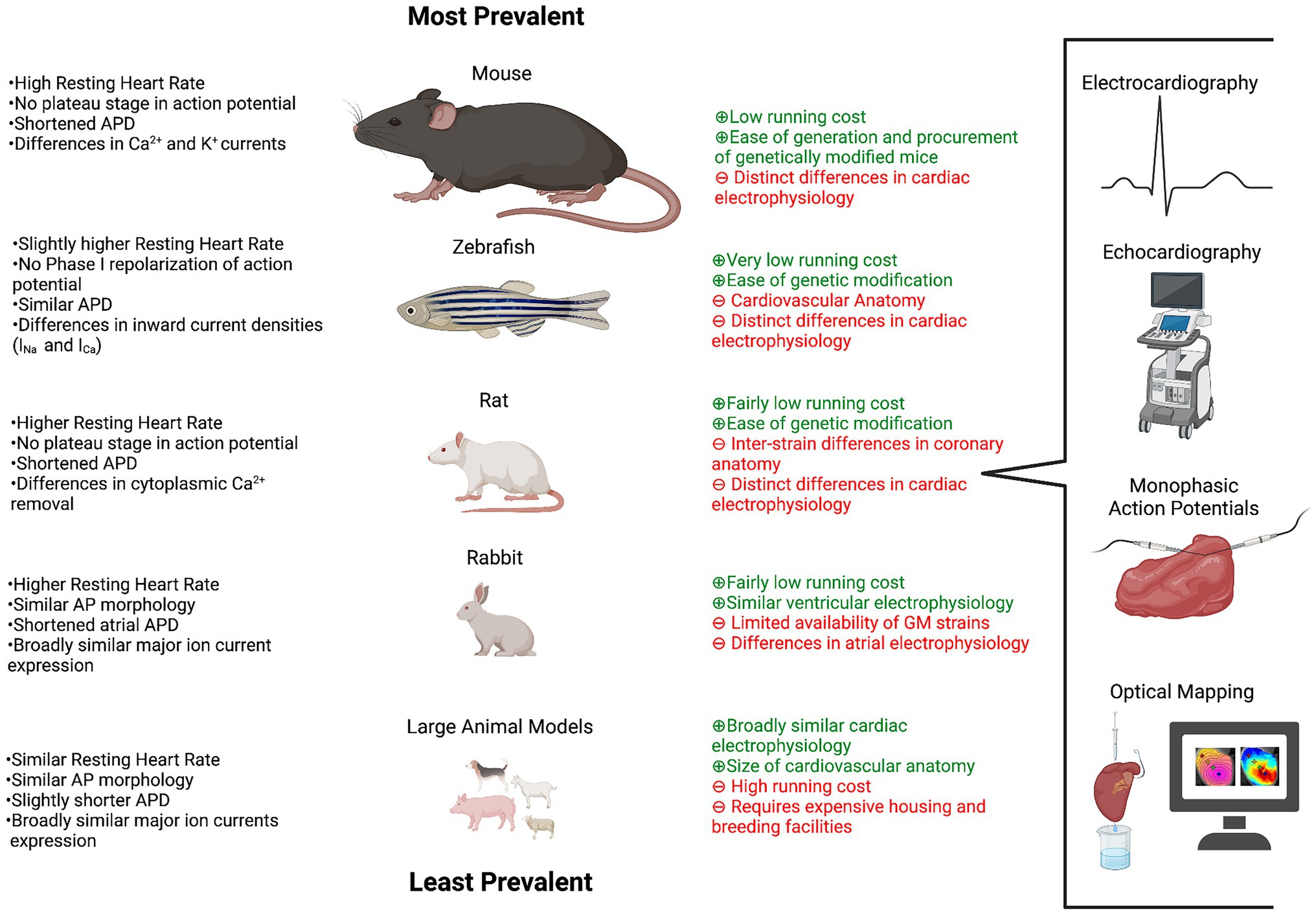Frontiers Basic Research Approaches To Evaluate Cardiac Arrhythmia In Heart Failure And Beyond Physiology Frontiers Basic Research Approaches To Evaluate Cardiac Arrhythmia In Heart Failure And Beyond Physiology