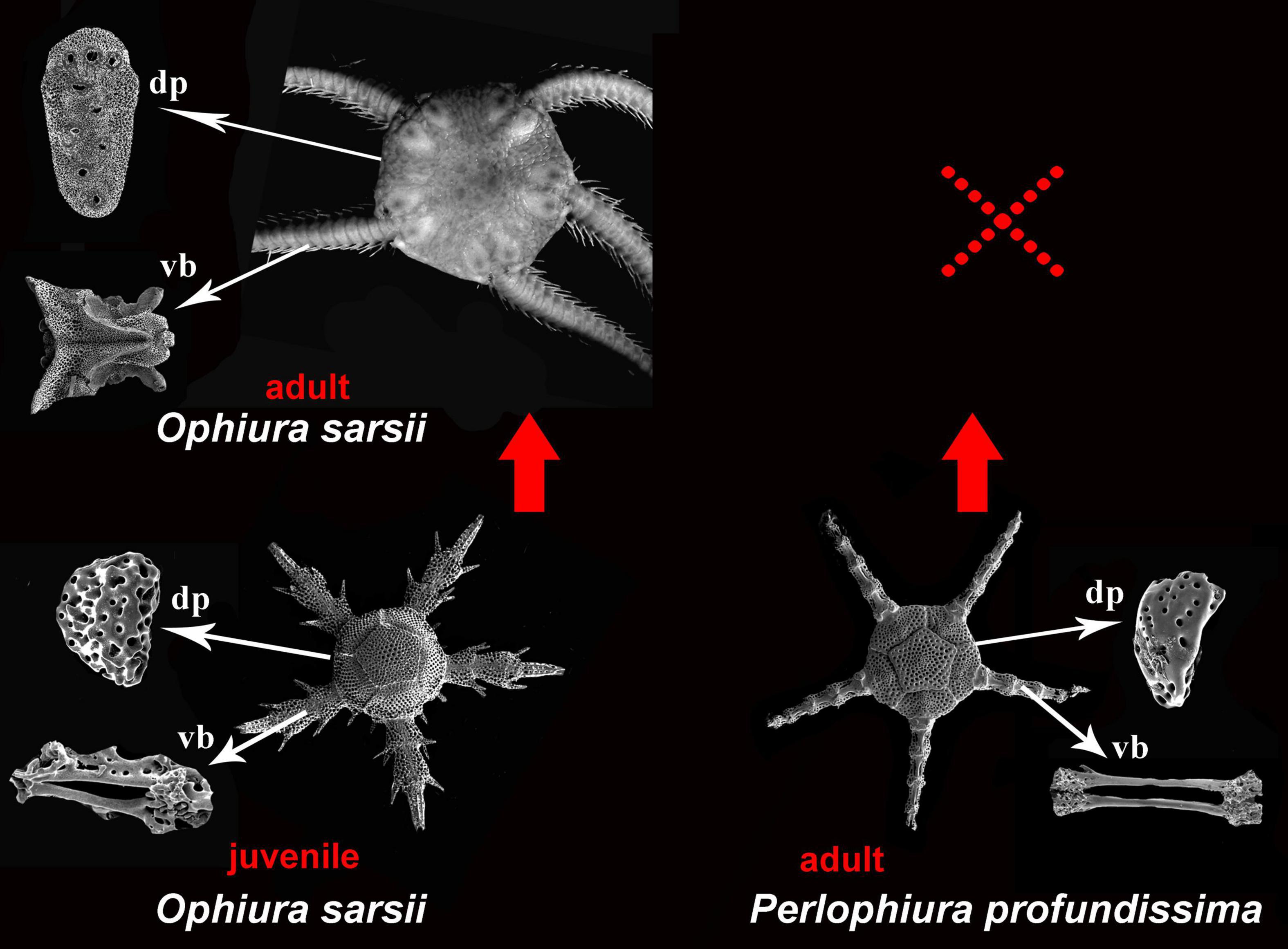 Frontiers Ontogeny, Phylotypic