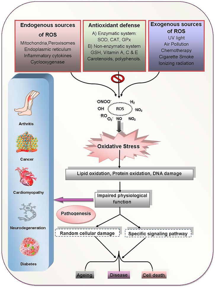 Frontiers | Dietary Polyphenols and Their Role in Oxidative Stress ...
