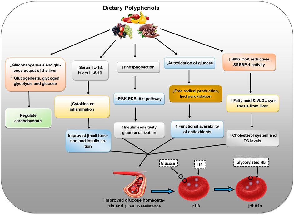 Polyphenols and antioxidant defense