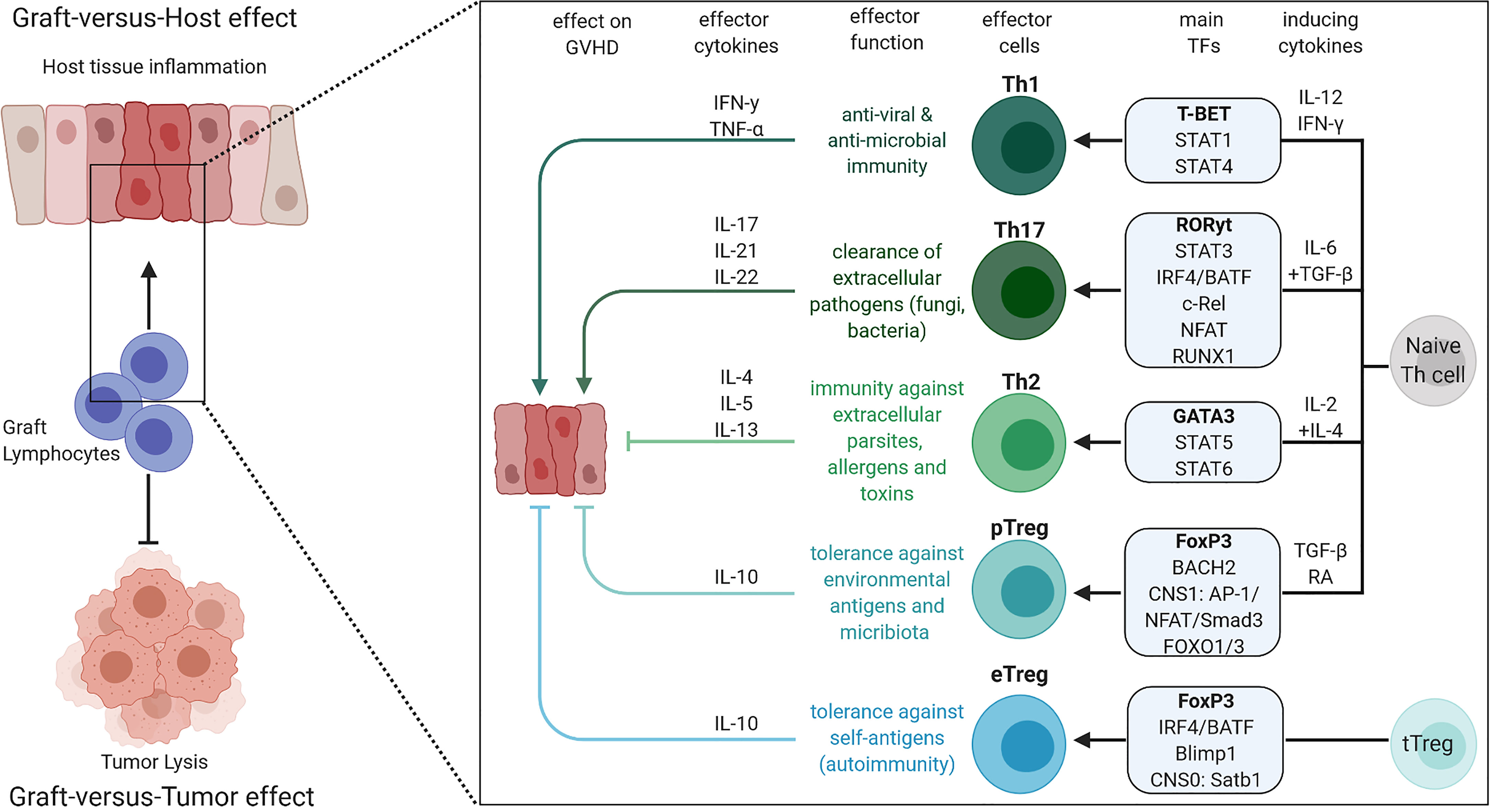 Frontiers T Helper Cell Lineage Defining Transcription Factors Potent Targets For Specific