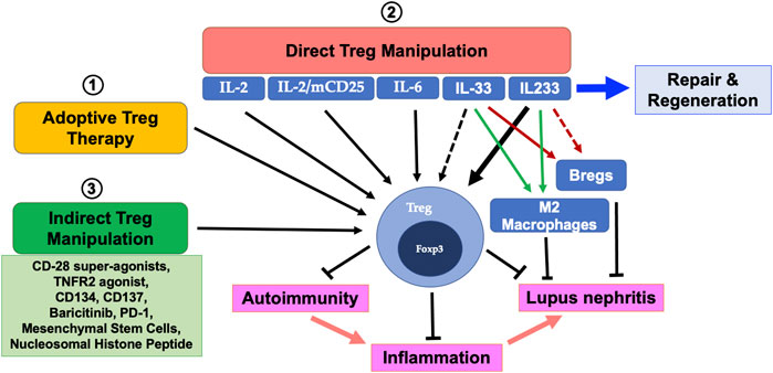 Frontiers | Targeting Regulatory T Cells for Therapy of Lupus Nephritis