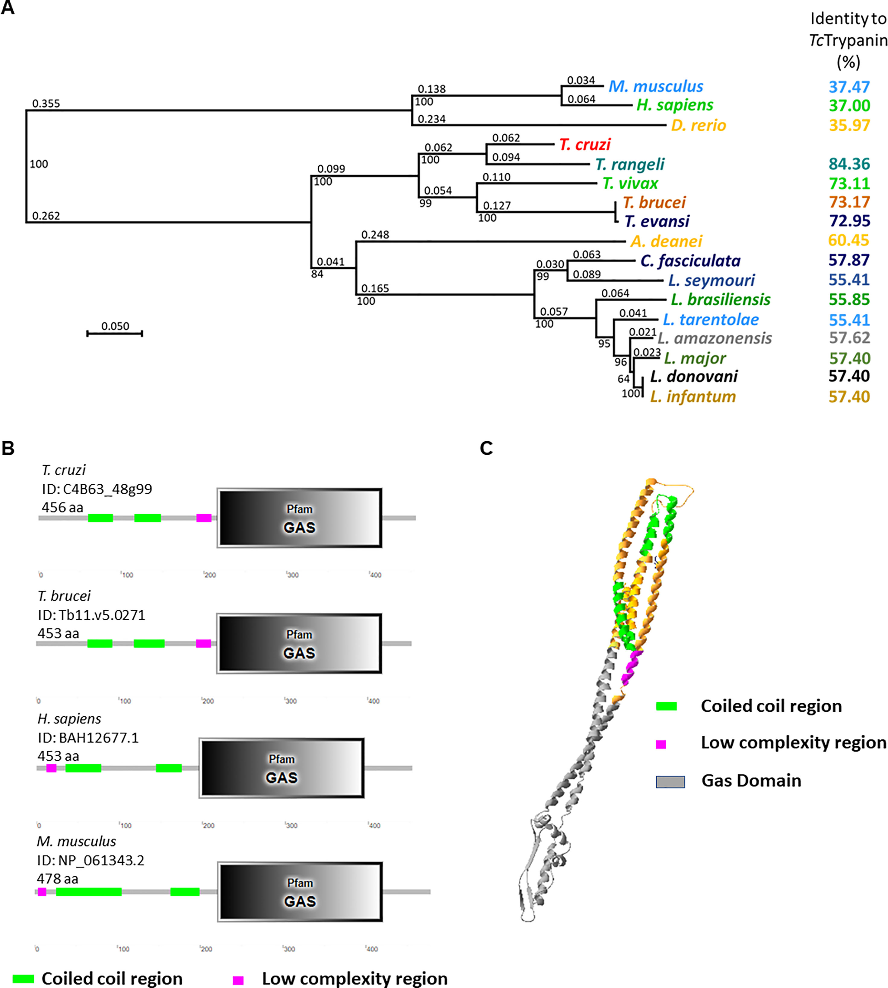 Frontiers  Trypanosoma cruzi Genomic Variability: Array