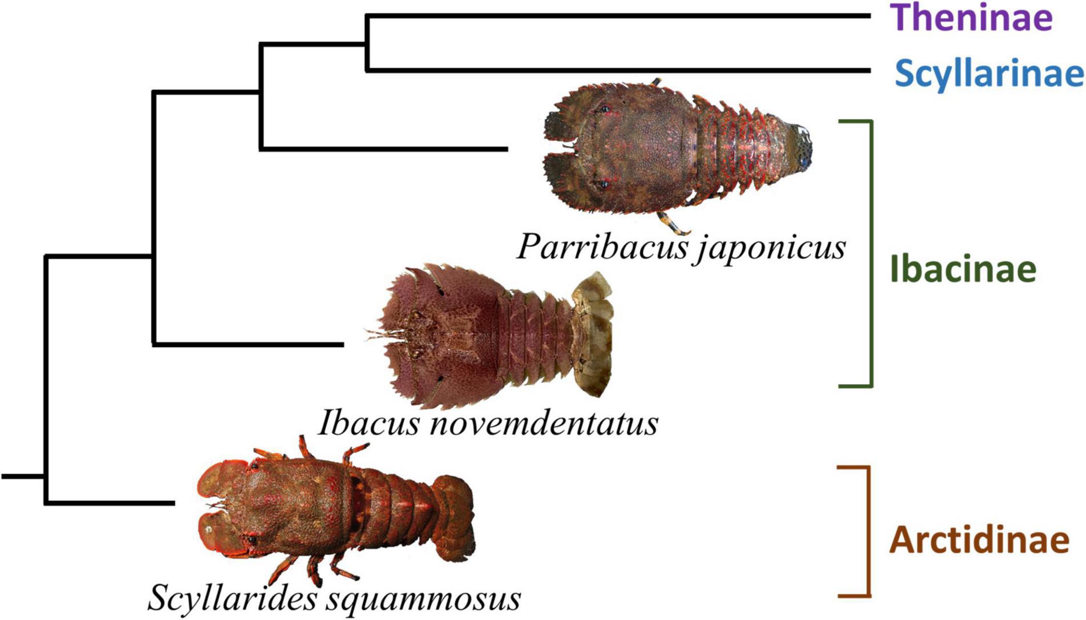 Spiny lobsters are key component of south Florida marine ecosystem, Media  Library