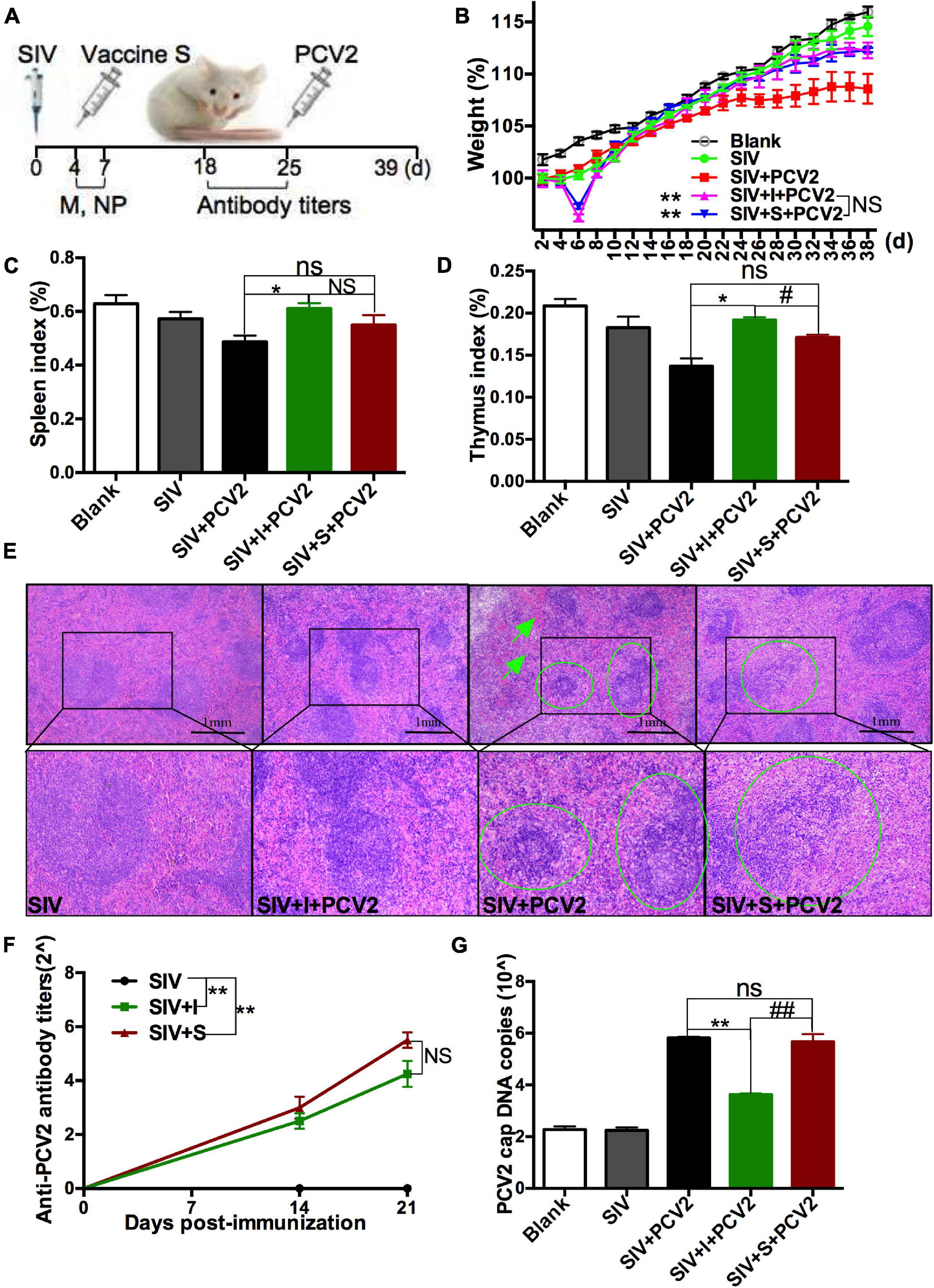 Frontiers  Porcine circovirus type 3: immunohistochemical detection in  lesions of naturally affected piglets