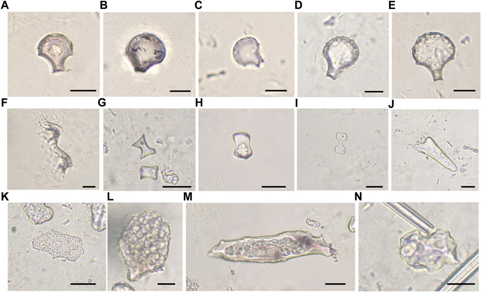 Frontiers | Neolithic Rice Cultivation and Consequent Landscape Changes ...