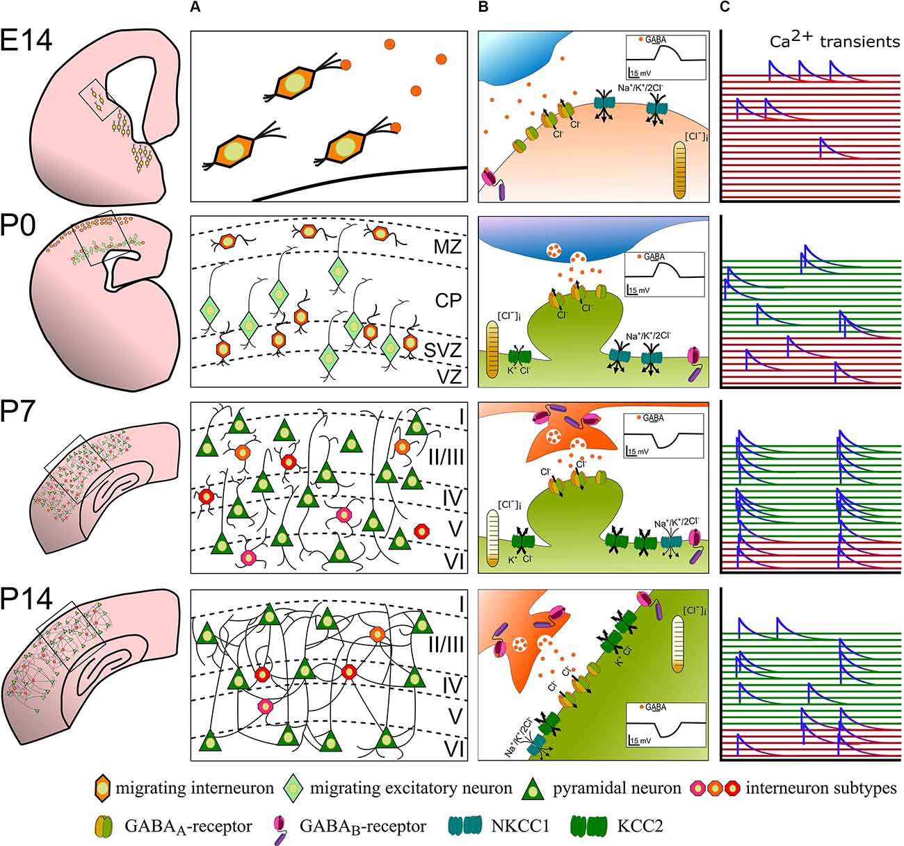 Frontiers Gabaergic Interneurons In Early Brain Development