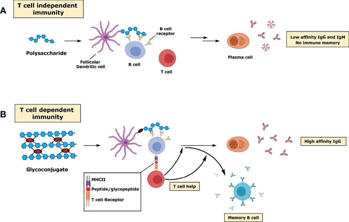 Frontiers  Unraveling cross-reactivity of anti-glycan IgG