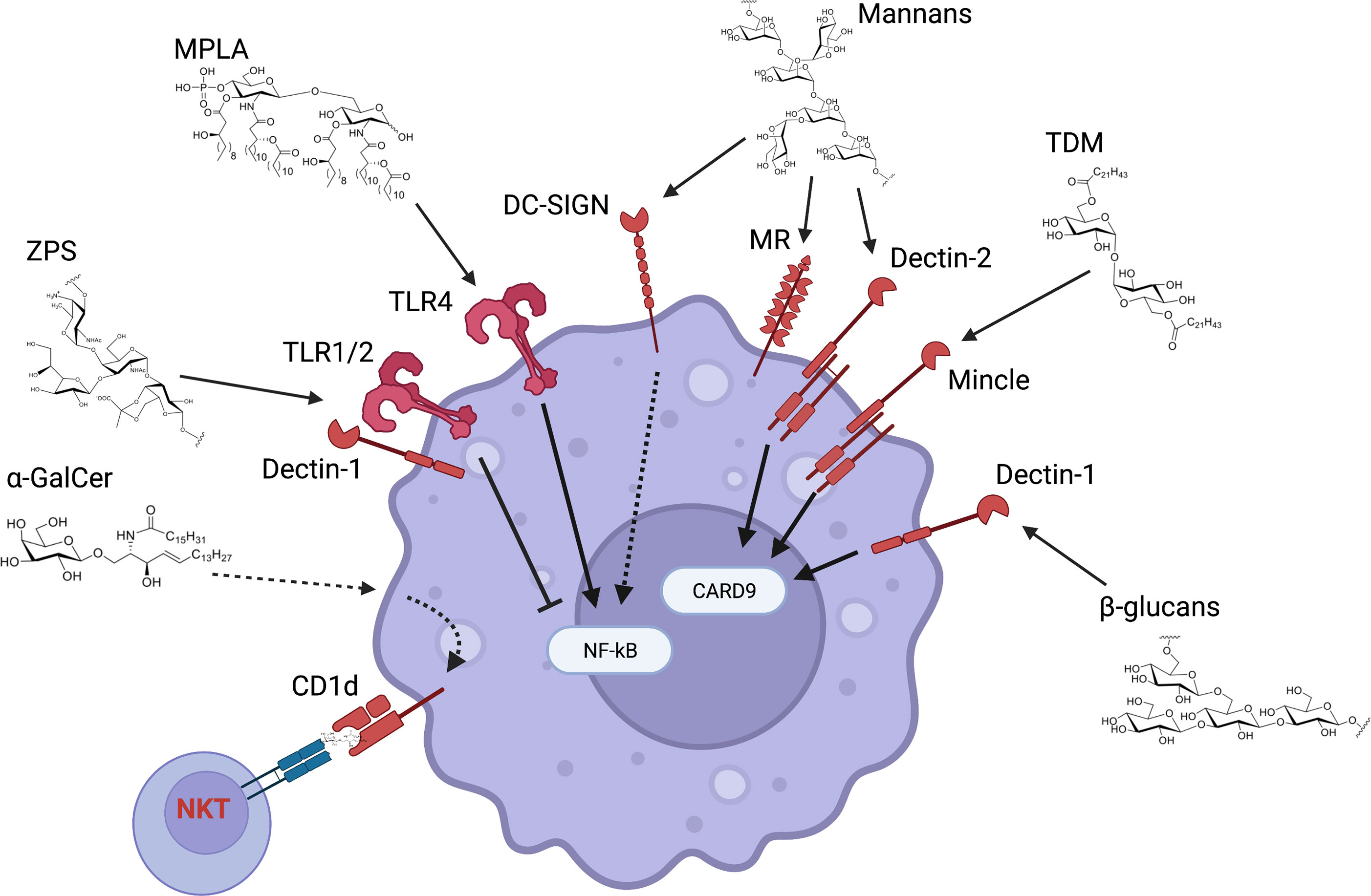 Frontiers  Limited Neonatal Carbohydrate-Specific Antibody