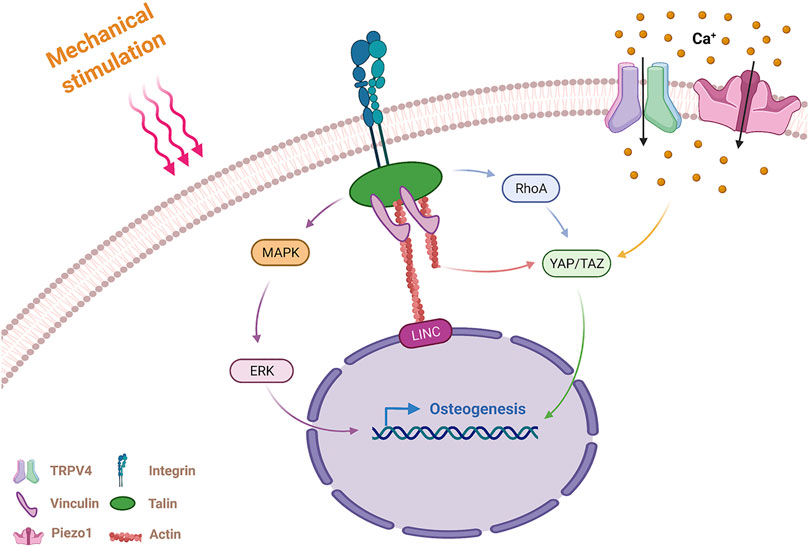 The role of mechanical stimulation in the enhancement of bone