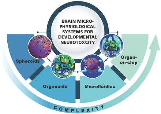 Neurons-on-a-Chip for Drug Development & Neurotoxicity