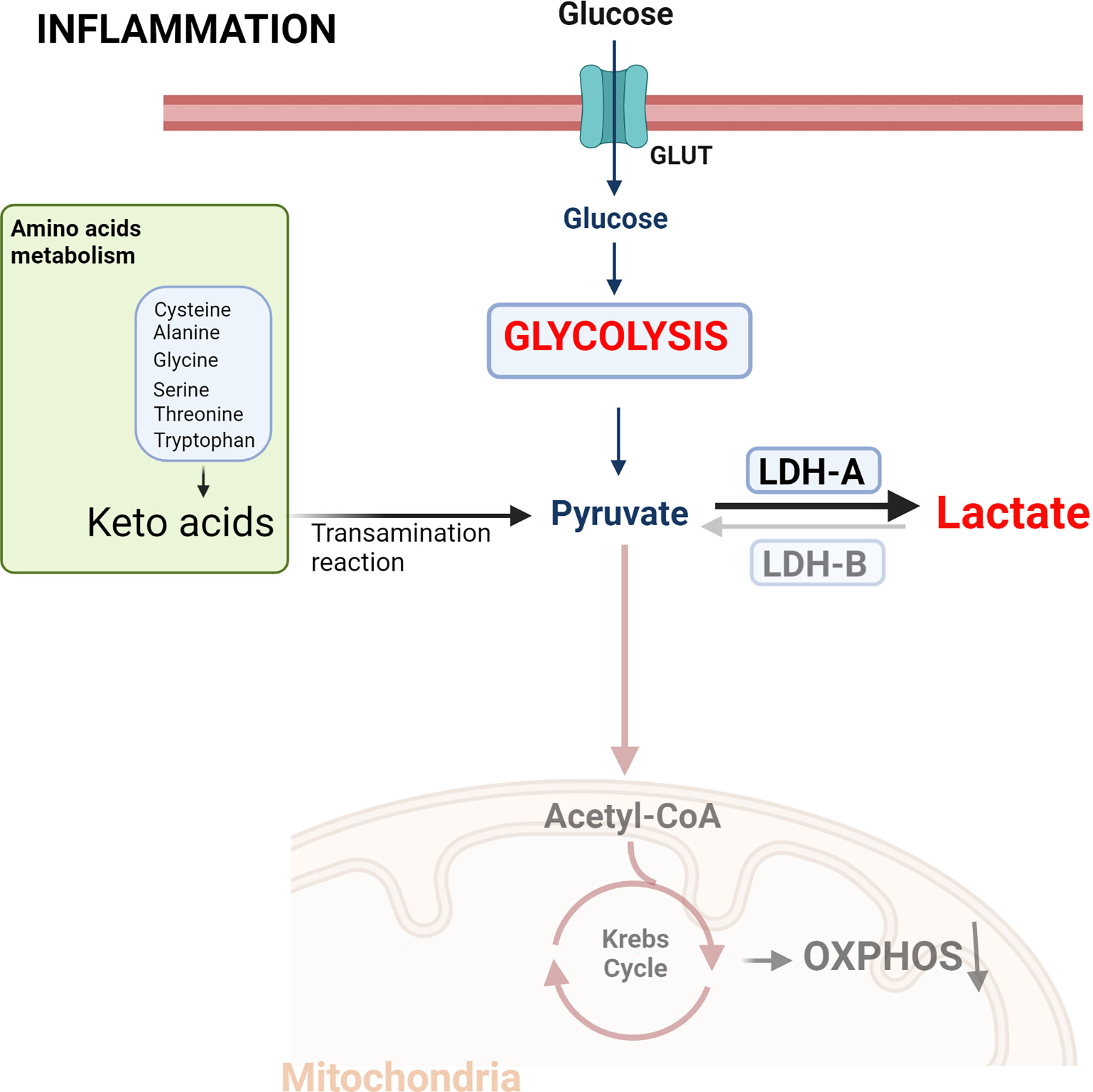 Frontiers Role of Lactate in Inflammatory Processes Friend or Foe