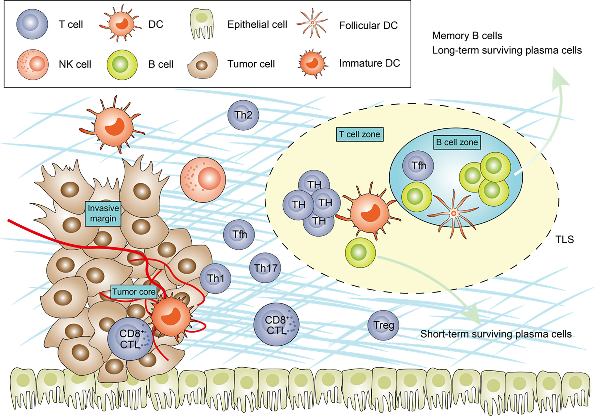 Frontiers | Tumor-Infiltrating Lymphocytes in Colorectal Cancer: The ...