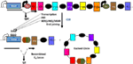 www.frontiersin.org